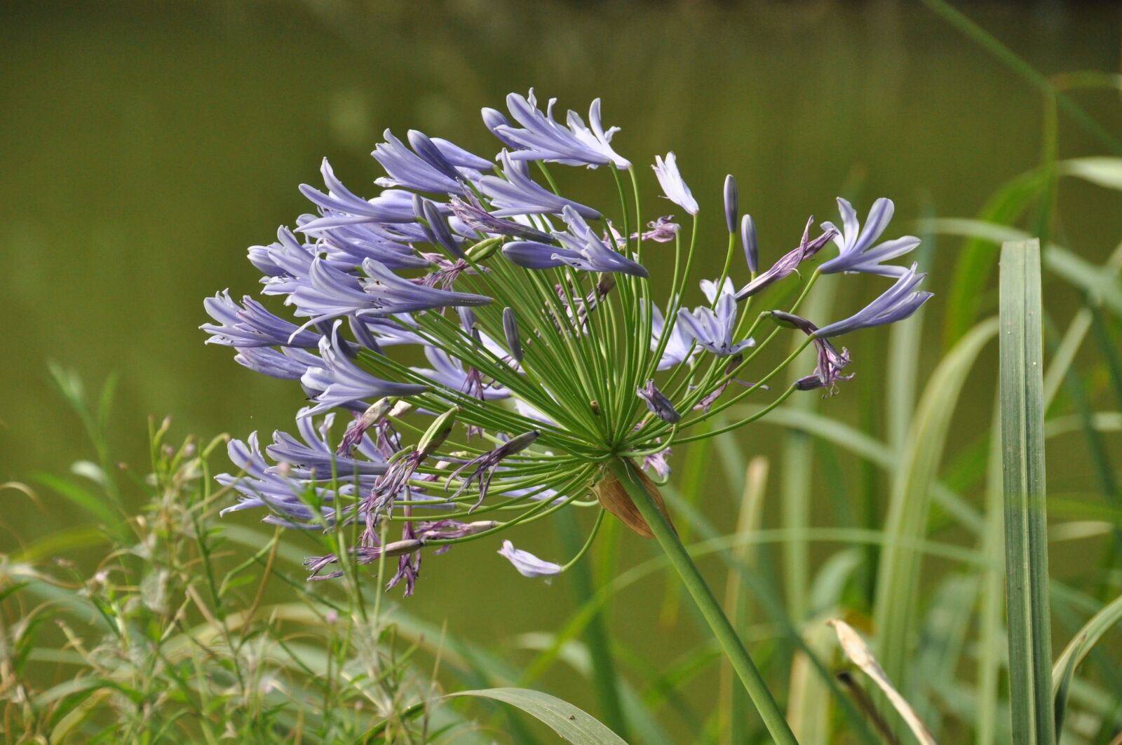 Nikon D90 sample photo. Flowers, violets, summer photography