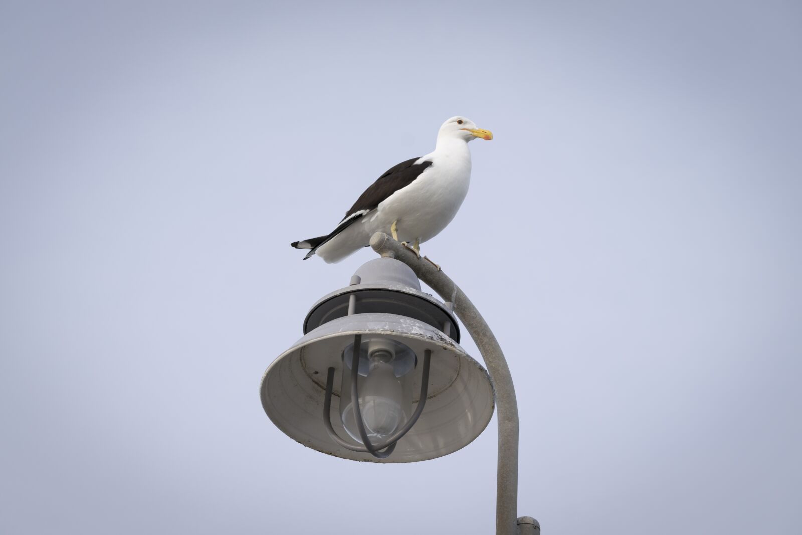 Nikon D3300 sample photo. Birds, nature photography