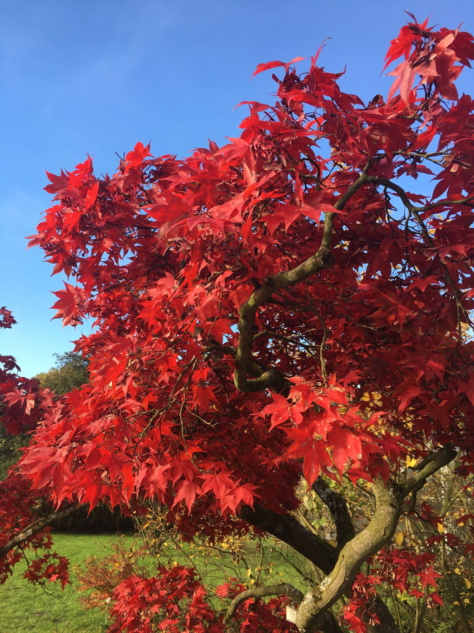 Apple iPhone 6s sample photo. Autumn, red, plant photography