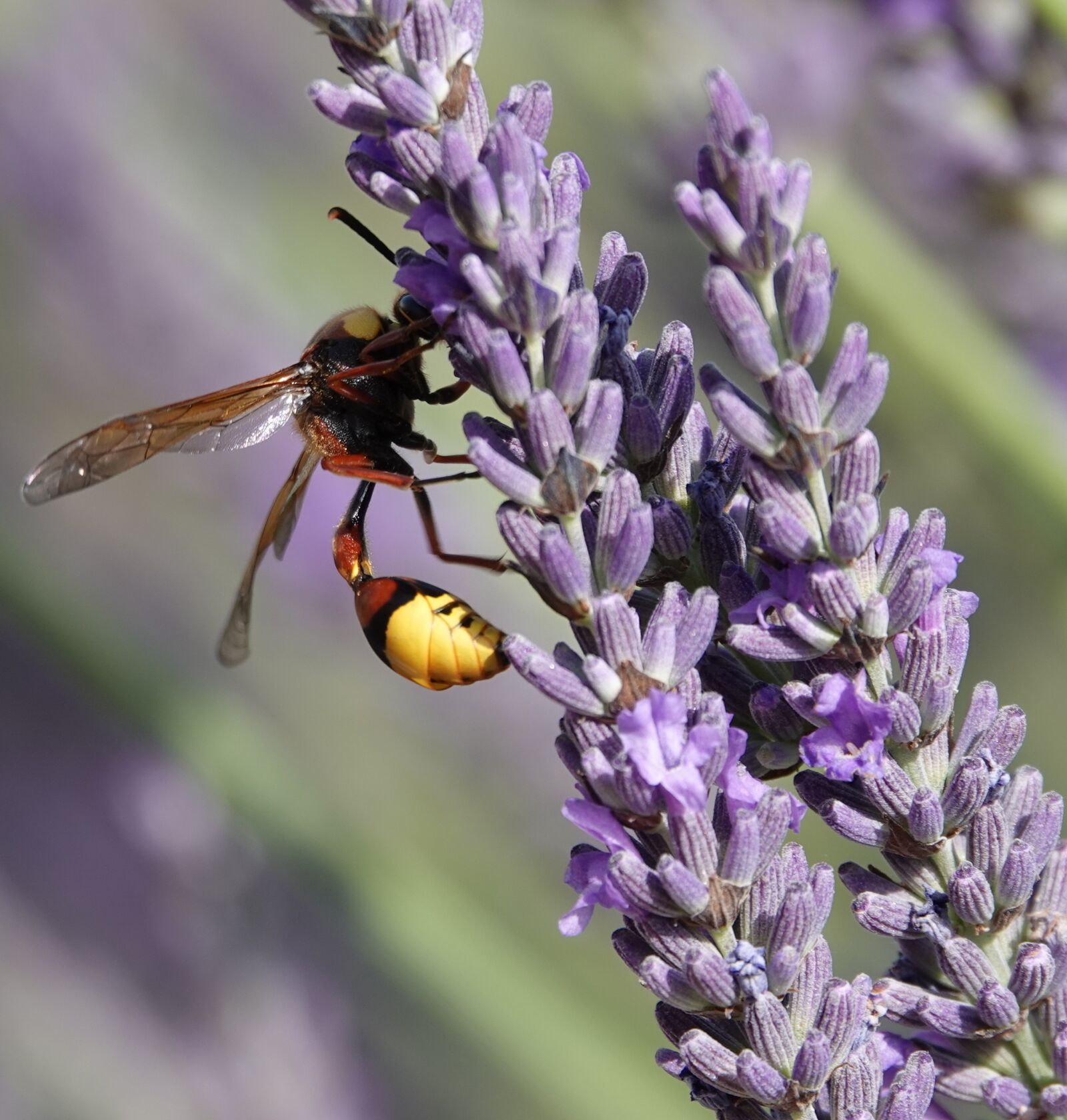 Sony Cyber-shot DSC-RX10 IV sample photo. Wasp, building, earth photography