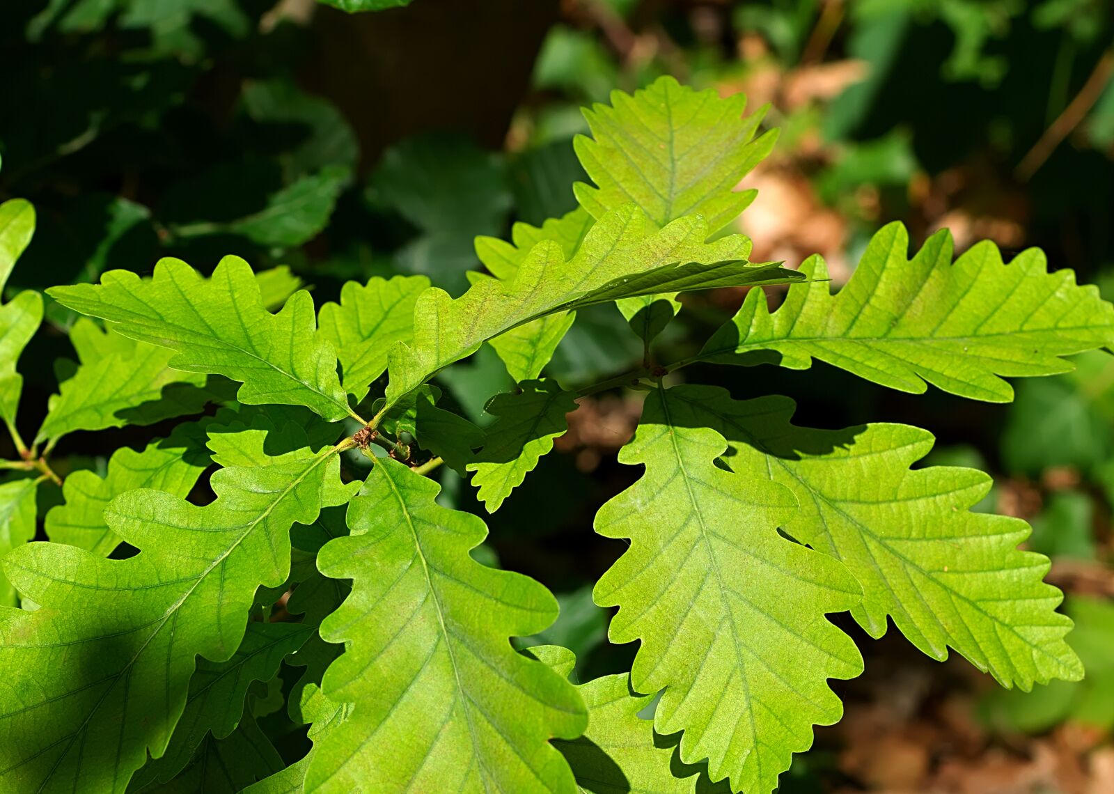 Nikon D3300 sample photo. Leaves, forest, green photography