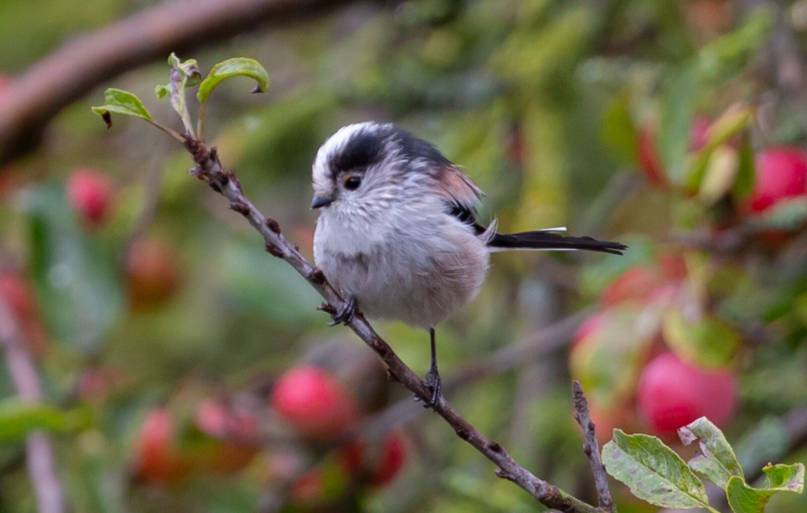 Canon EF 100-400mm F4.5-5.6L IS II USM sample photo. Long tailed tit, bird photography