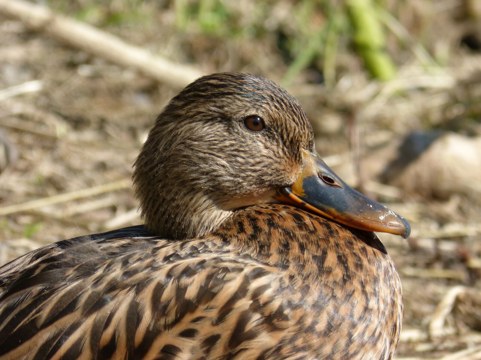 Panasonic DMC-FZ62 sample photo. Ducks, nec coll verd photography