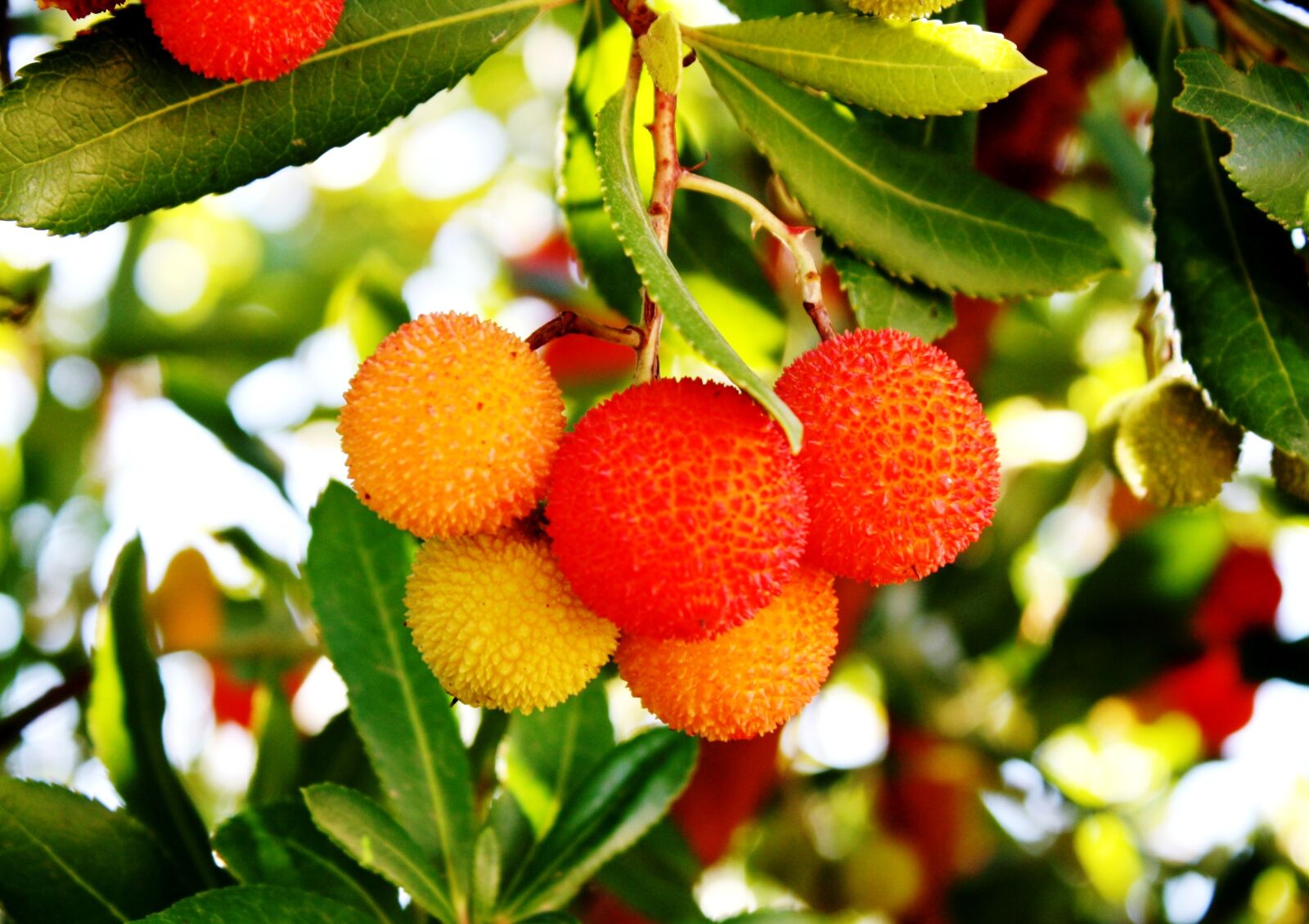 Canon EOS 1000D (EOS Digital Rebel XS / EOS Kiss F) sample photo. Arbutus, vitamin, fruit photography