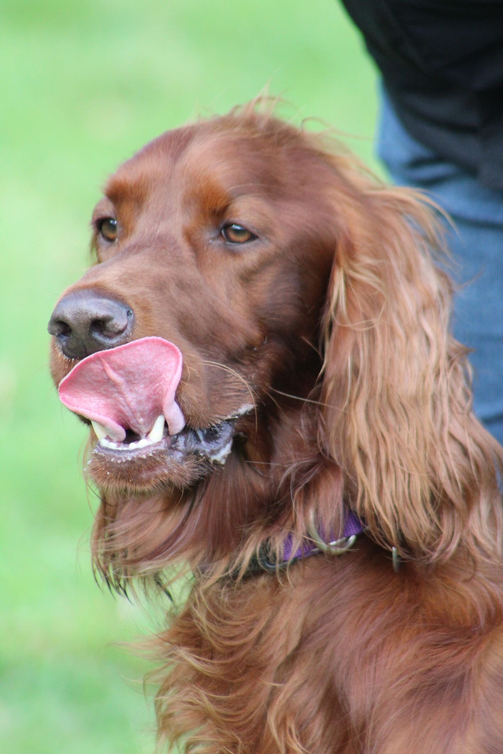 Canon EOS 1300D (EOS Rebel T6 / EOS Kiss X80) + Canon EF 75-300mm f/4-5.6 sample photo. Red setter, dog, pet photography