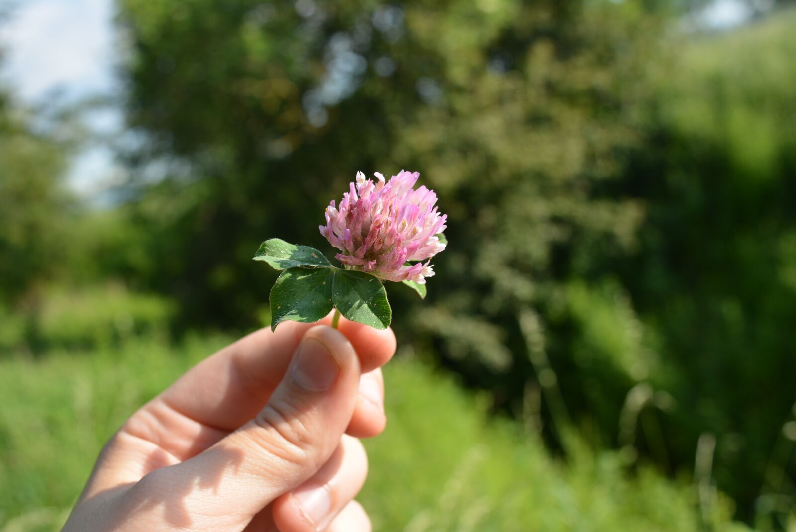 Nikon D5200 sample photo. Klee, clover flower, red photography