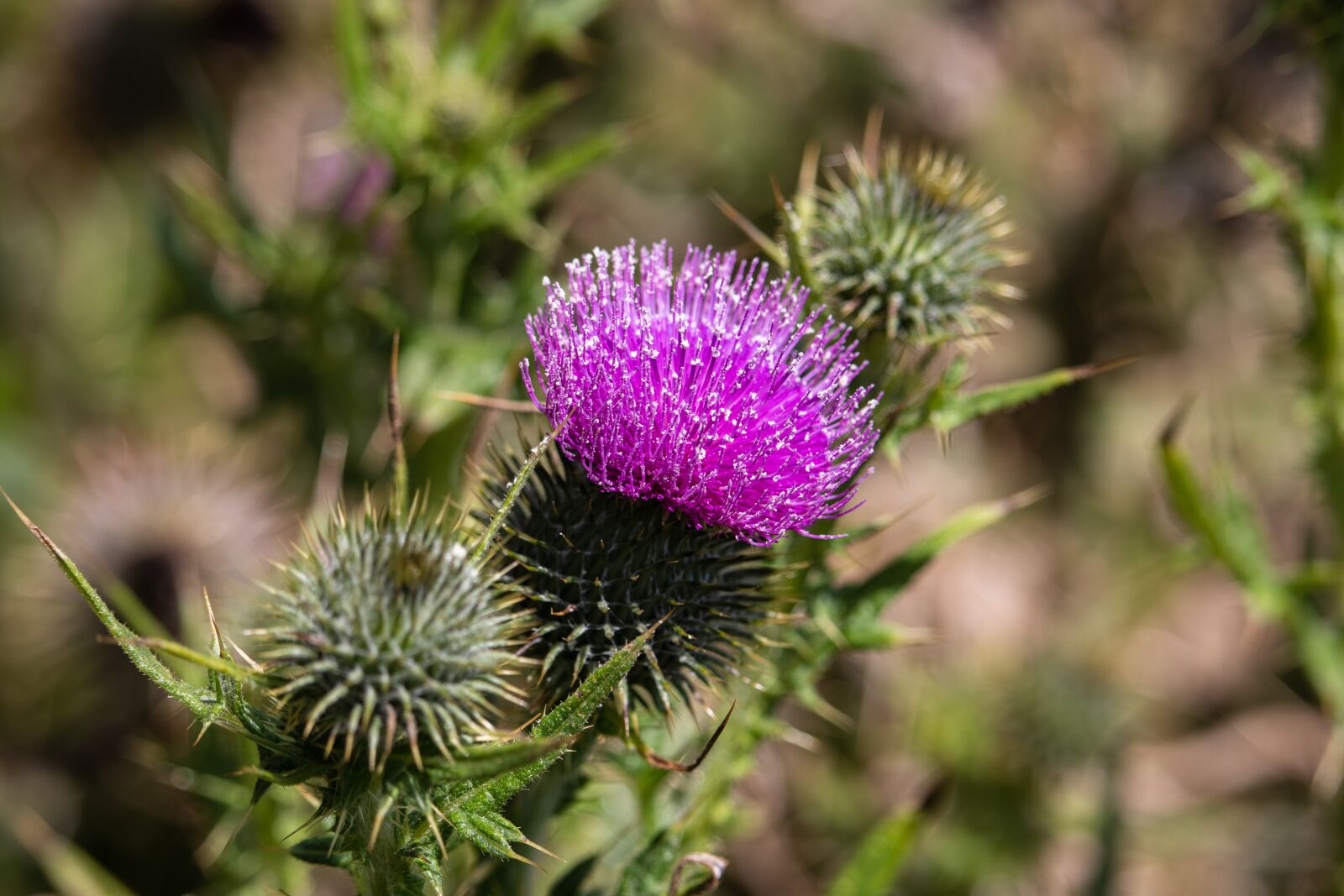 Canon EOS 200D (EOS Rebel SL2 / EOS Kiss X9) sample photo. Thistle, plant, nature photography