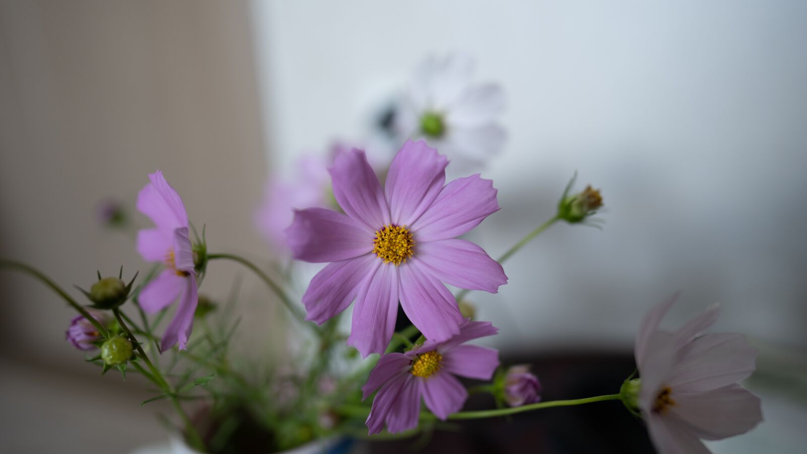 Sony FE 24mm F1.4 GM sample photo. Cosmos, flowers, wallpaper photography