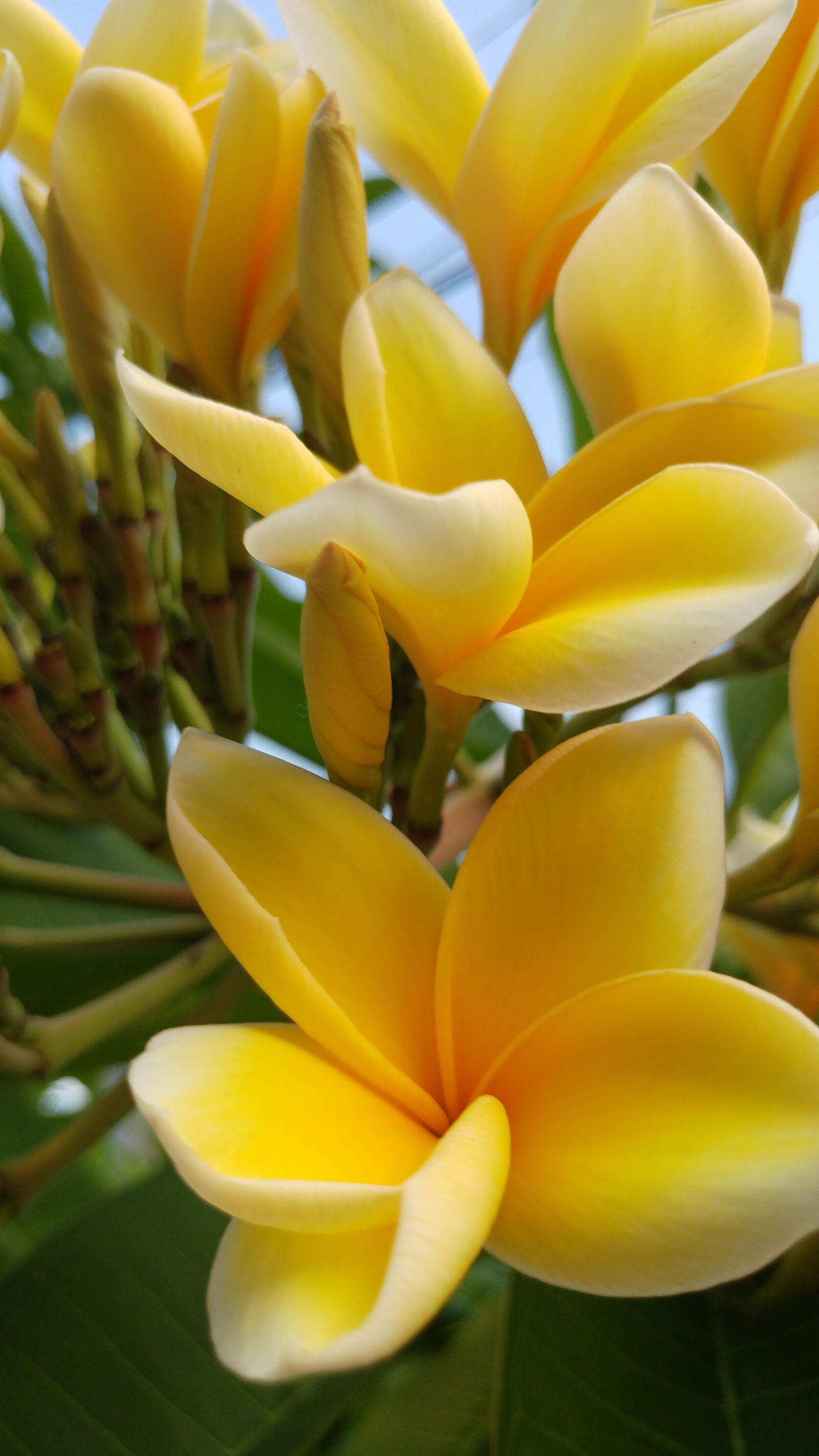 LG G5 sample photo. Bali, plumeria, frangipani photography
