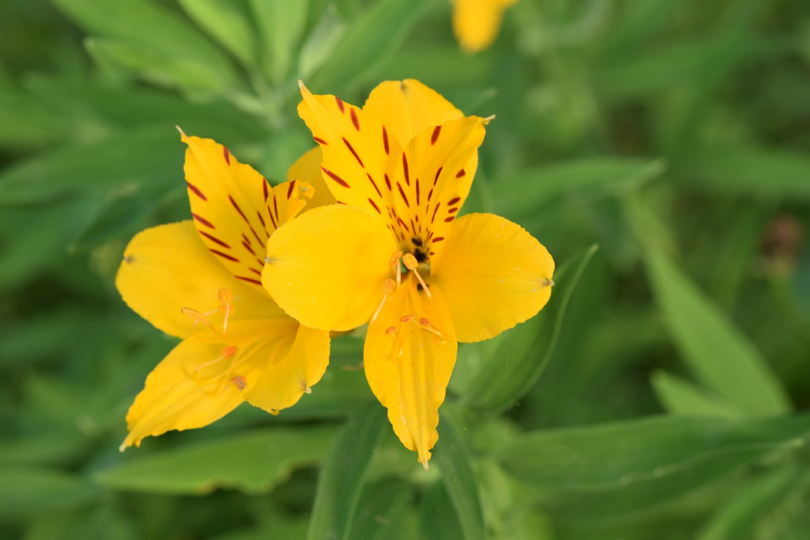 Nikon D5600 sample photo. Flower, flowers color yellow photography