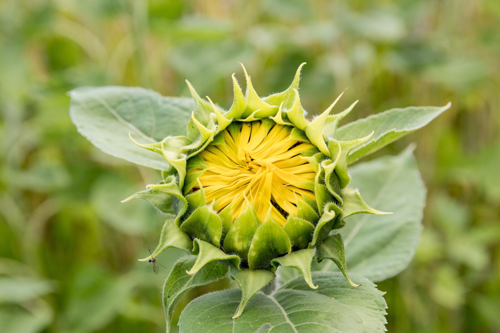 Canon EOS 80D sample photo. Sunflower, bud, summer photography