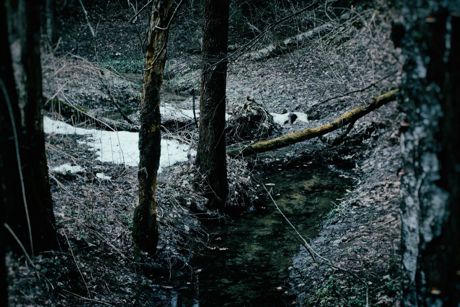 Canon EOS 500D (EOS Rebel T1i / EOS Kiss X3) sample photo. Winter, forest, cold photography