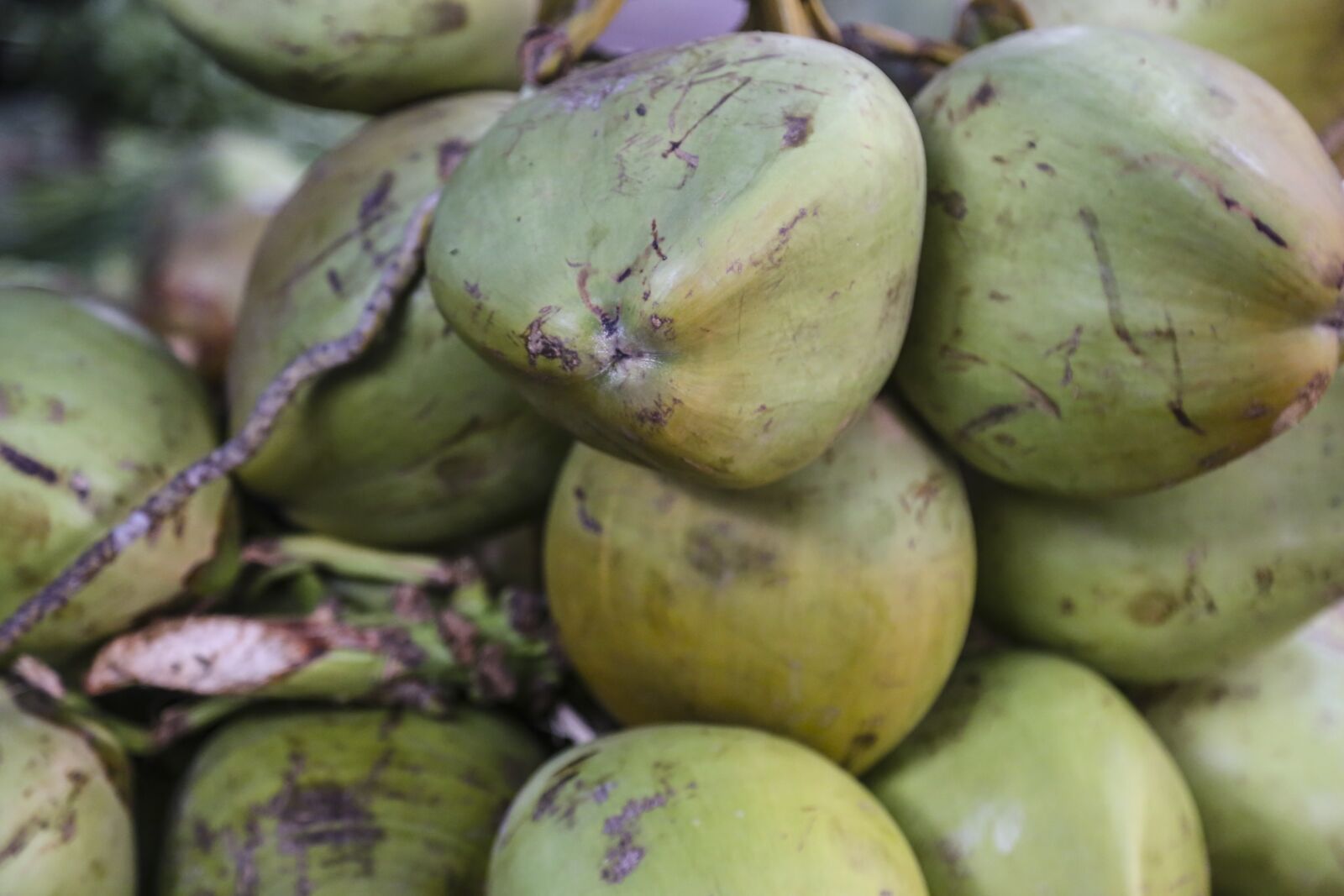 Canon EOS 6D + Canon EF 24-105mm F4L IS USM sample photo. Coconuts, bunch, fruit photography