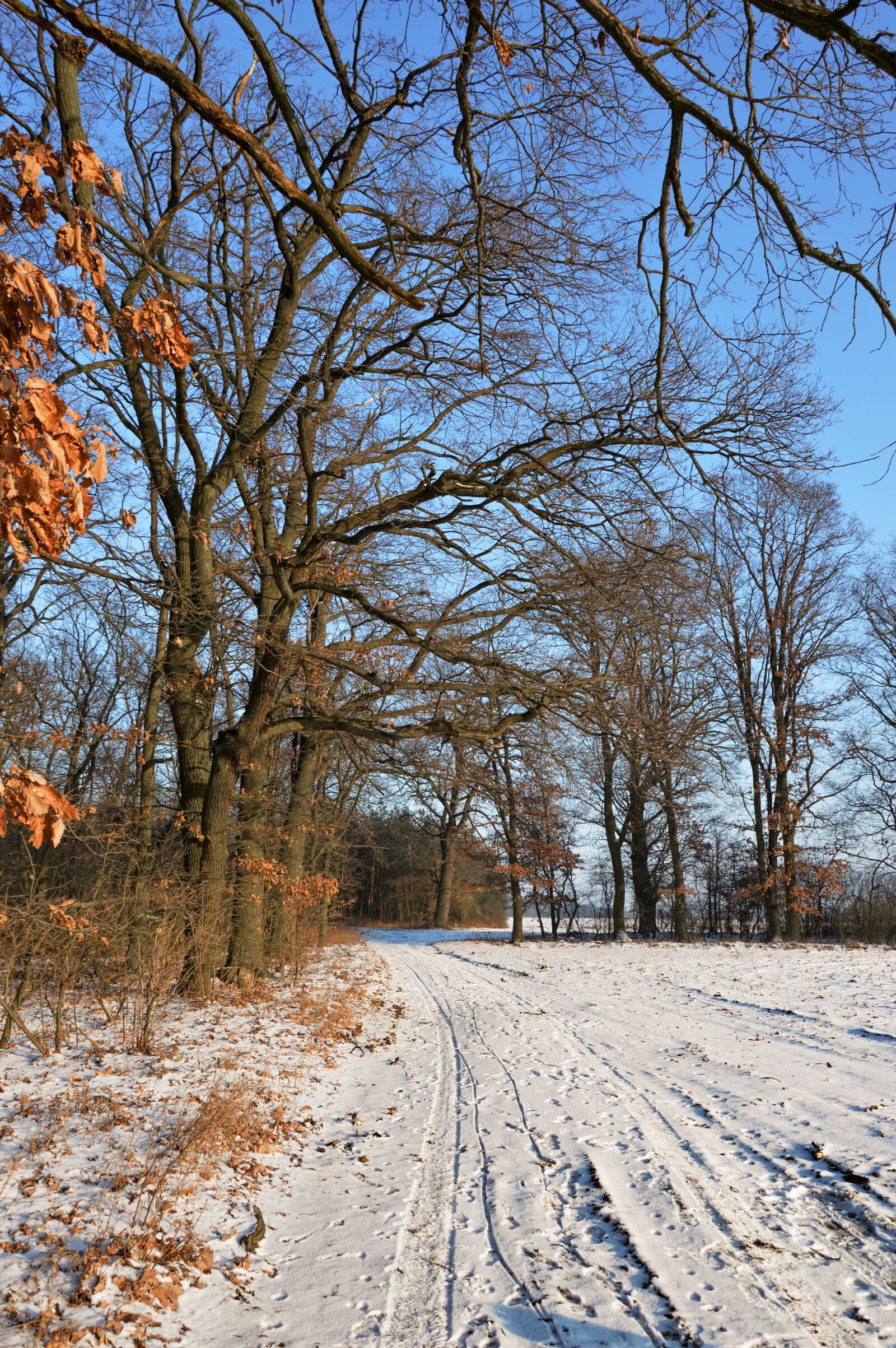 Nikon D3200 sample photo. Nature, trees, forest photography
