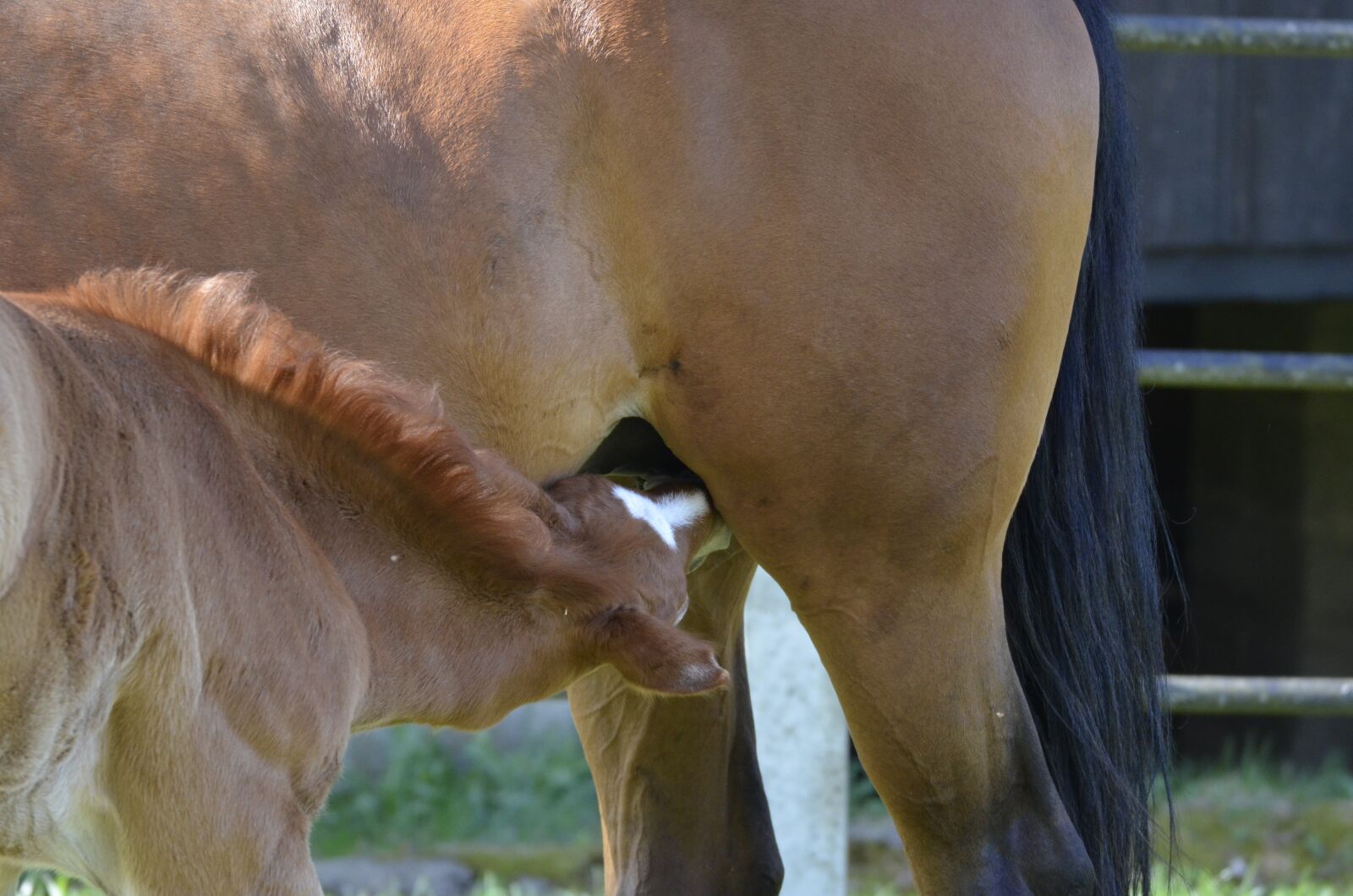 Nikon D5100 sample photo. Main and state stud photography
