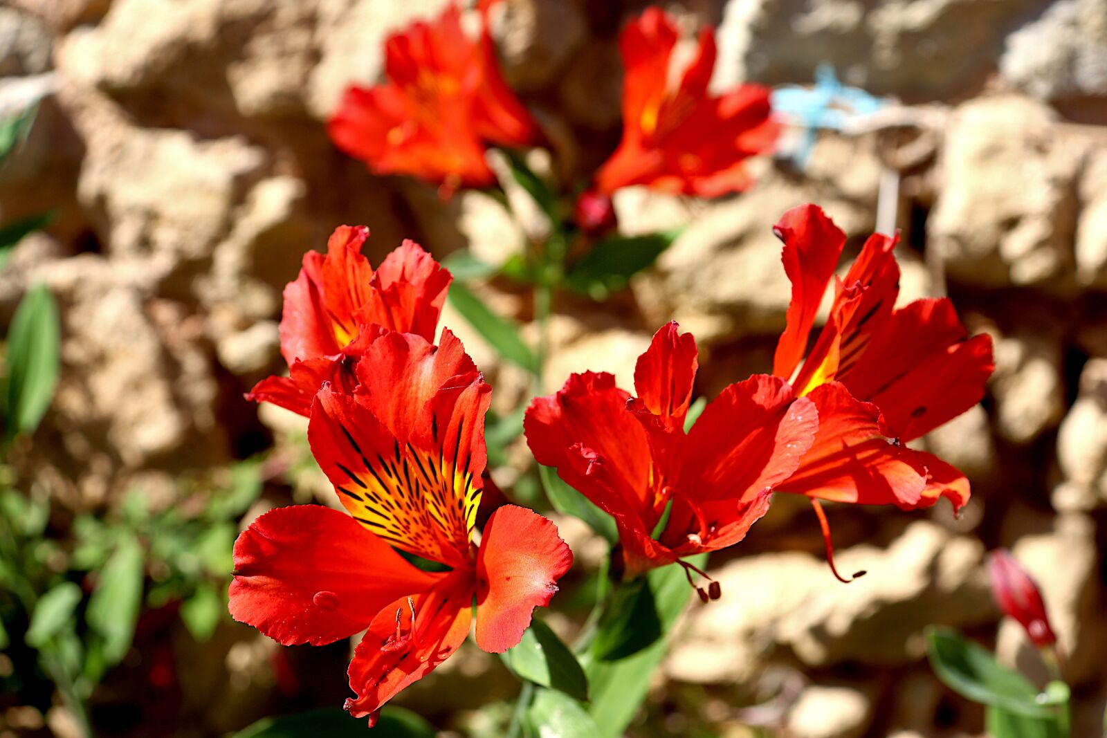 Canon EOS 800D (EOS Rebel T7i / EOS Kiss X9i) sample photo. Alstroemeria, flowers, red color photography