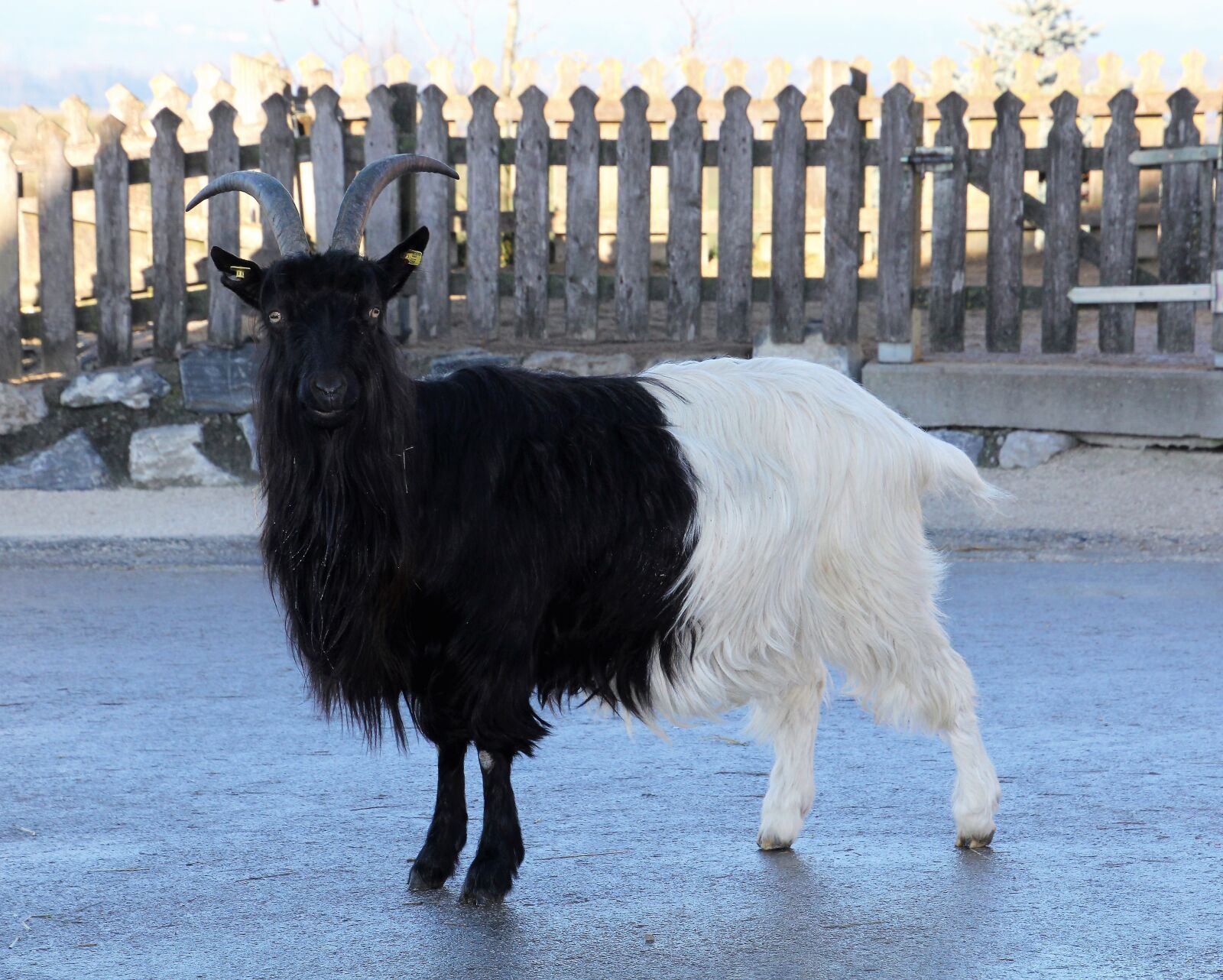 Canon EOS 60D sample photo. Goat, paarhufer, horned photography