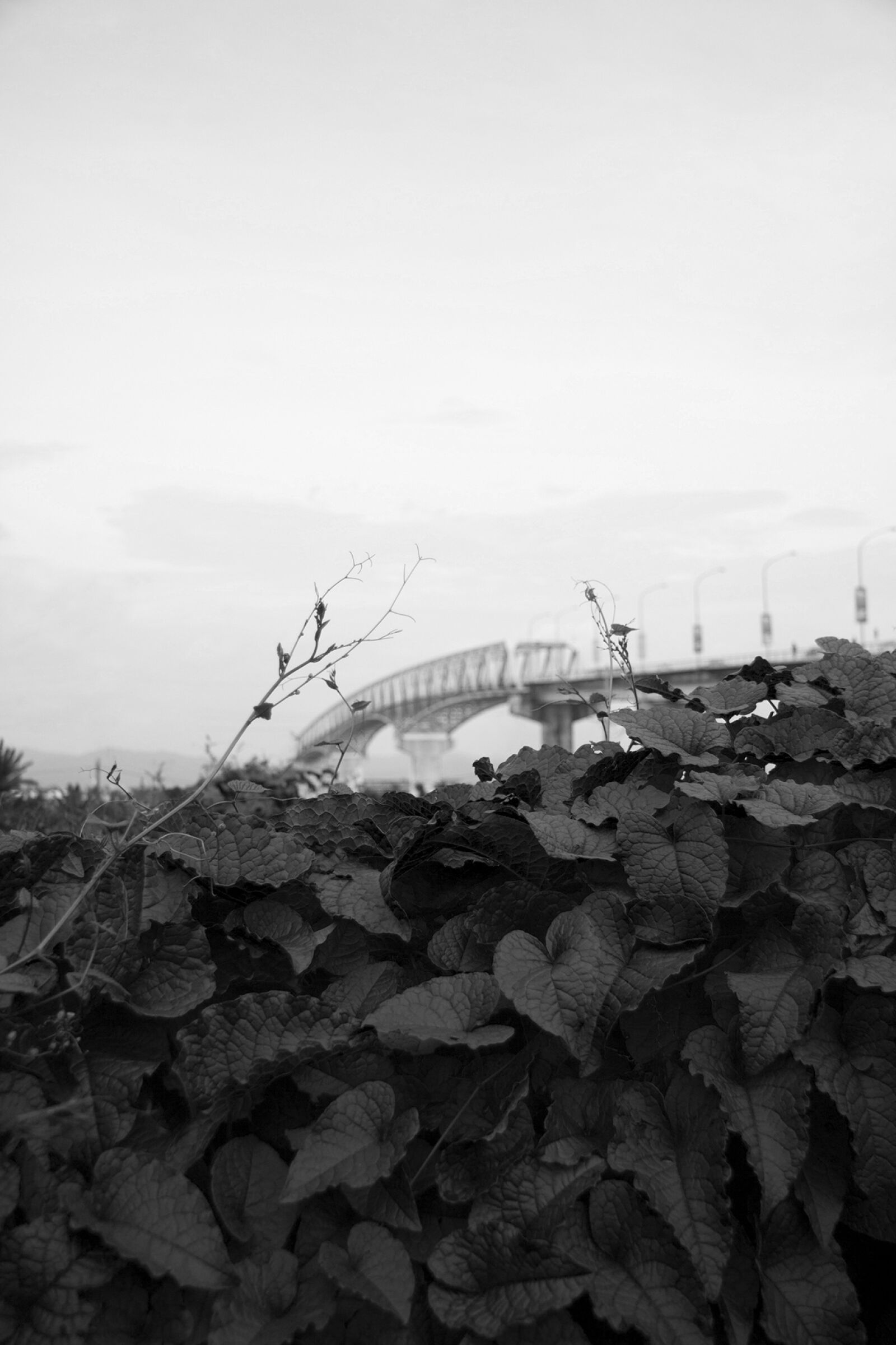 Canon EF-S 17-85mm F4-5.6 IS USM sample photo. Leaves, bridge, park photography