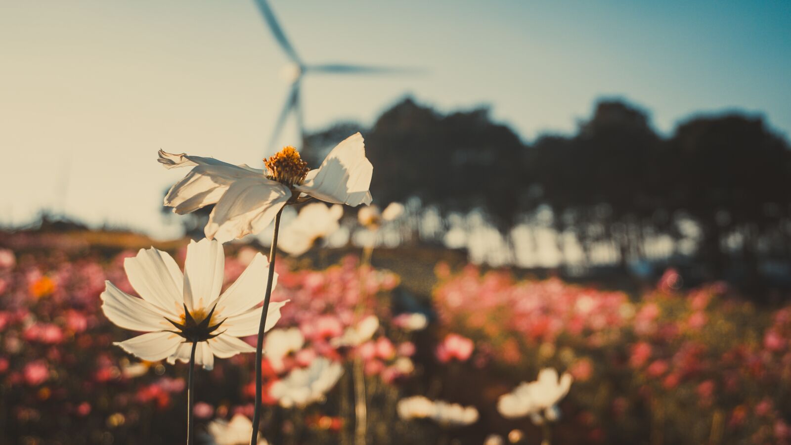 Sony a5100 sample photo. Flower, garden, winter photography