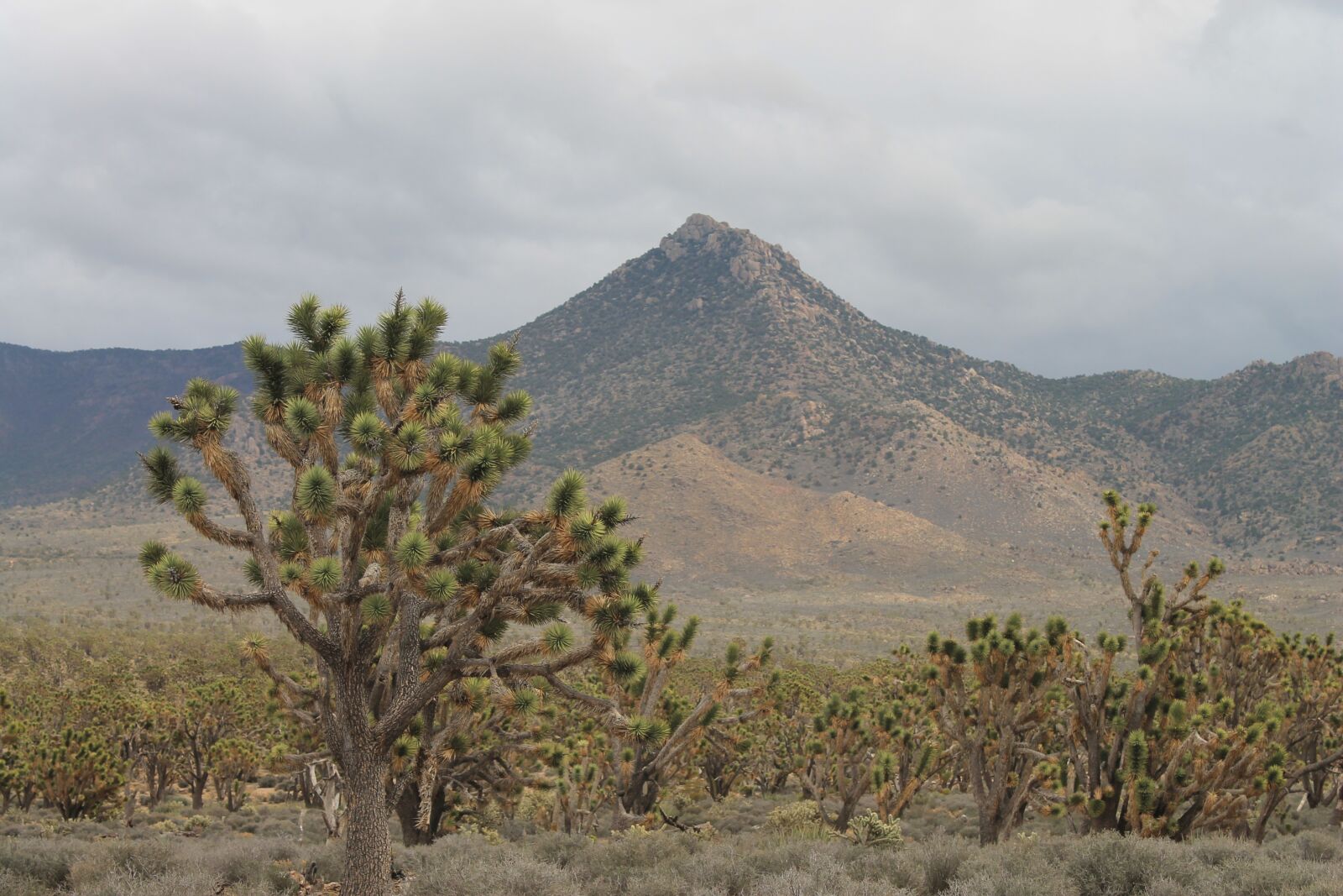 Canon EOS 1100D (EOS Rebel T3 / EOS Kiss X50) sample photo. Arizona, josua tree, desert photography