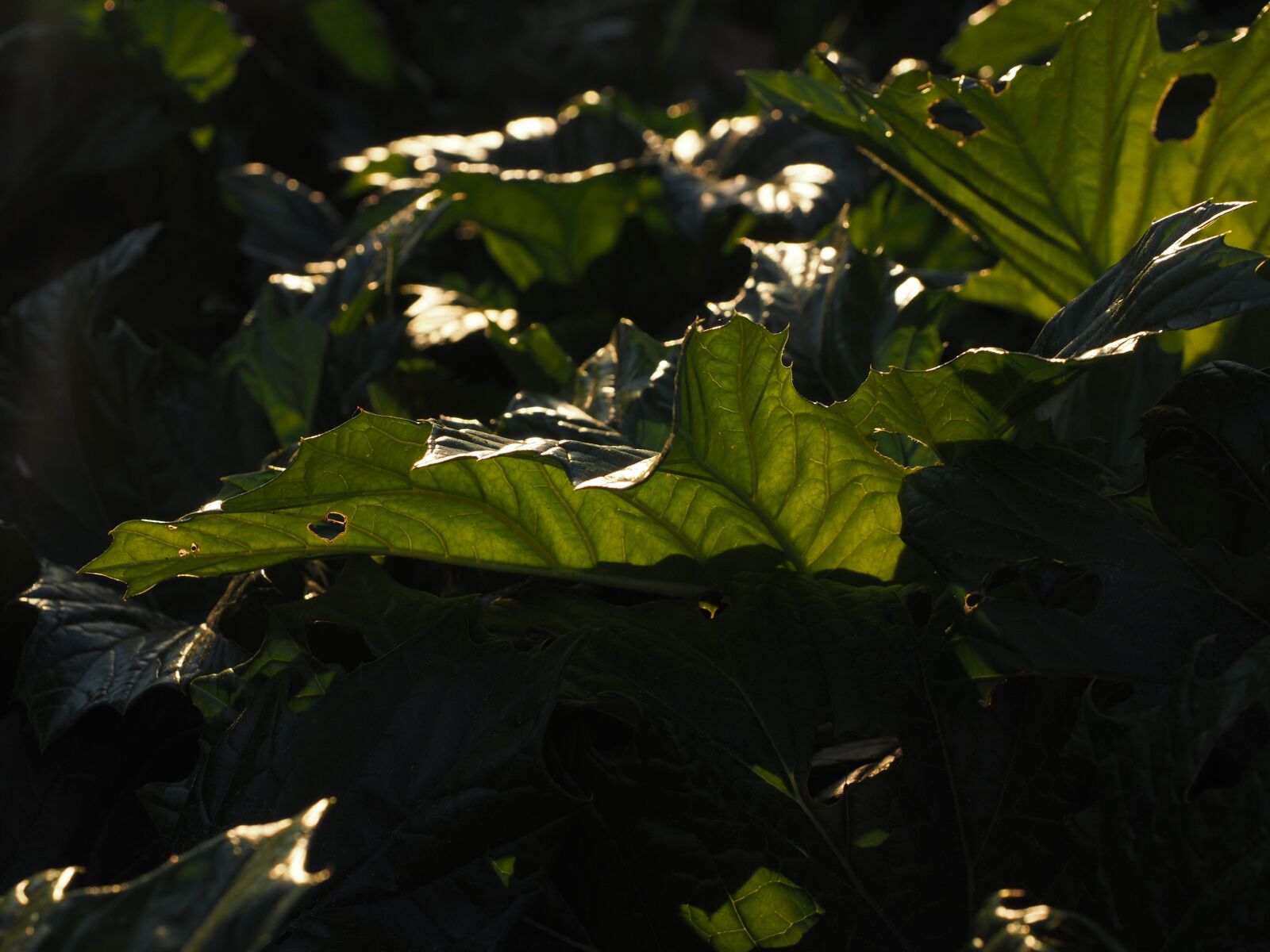 Olympus OM-D E-M1 + Olympus M.Zuiko Digital ED 12-40mm F2.8 Pro sample photo. Leaf, green, large photography