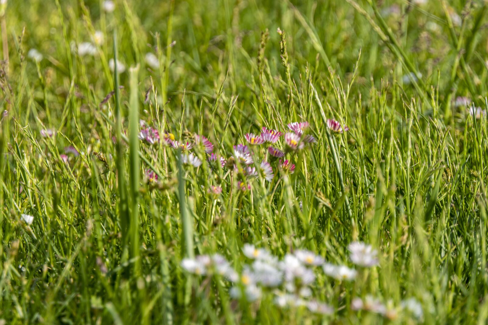 Panasonic Lumix DMC-FZ2500 (Lumix DMC-FZ2000) sample photo. Daisy, grass, macro photography