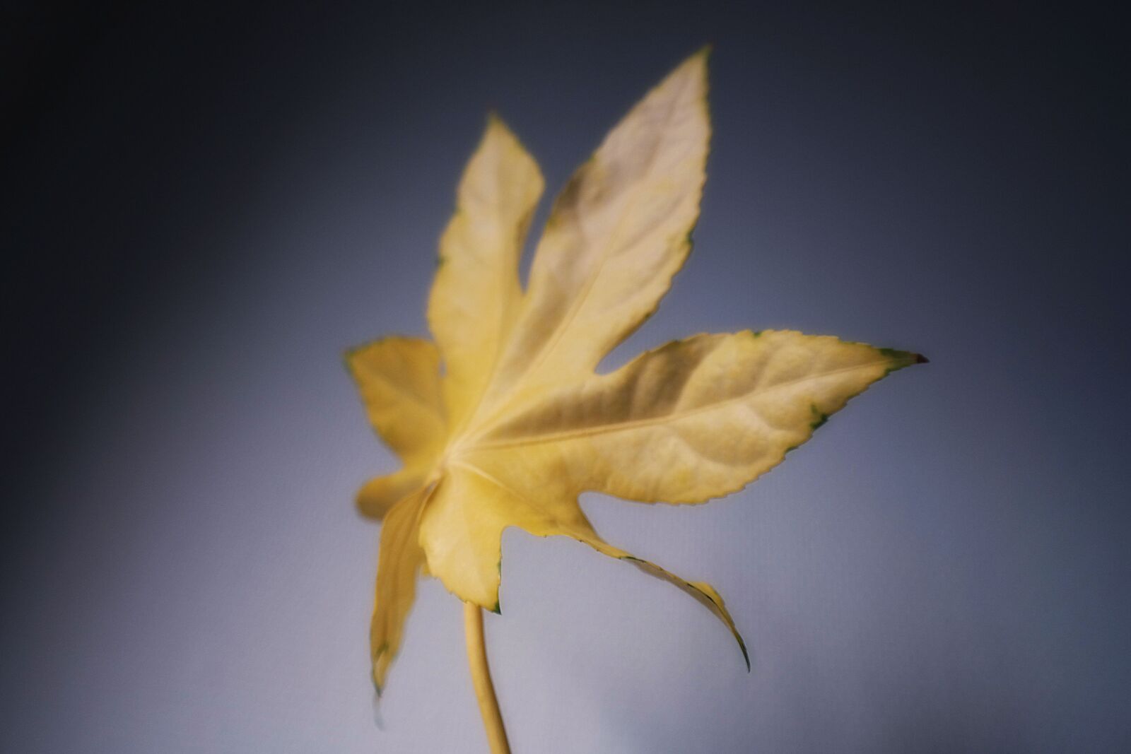Samsung NX300 sample photo. Leaf photography