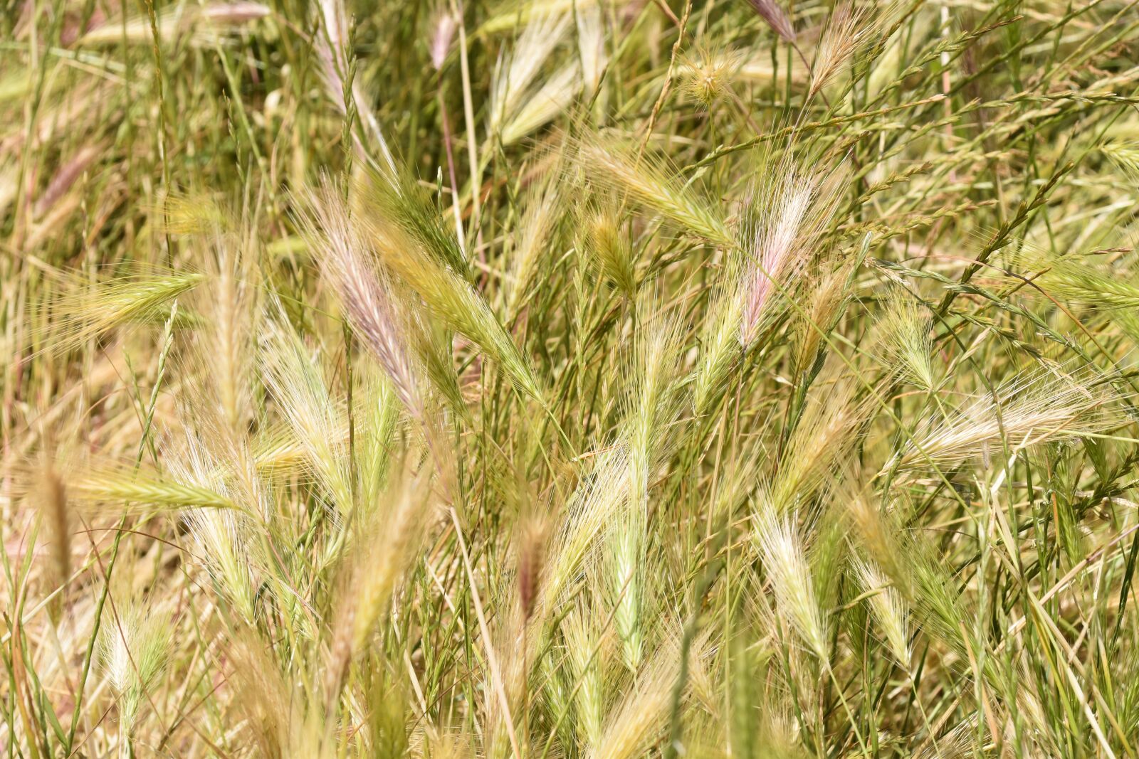 Nikon D5600 sample photo. Wheats, wheat fields, strand photography