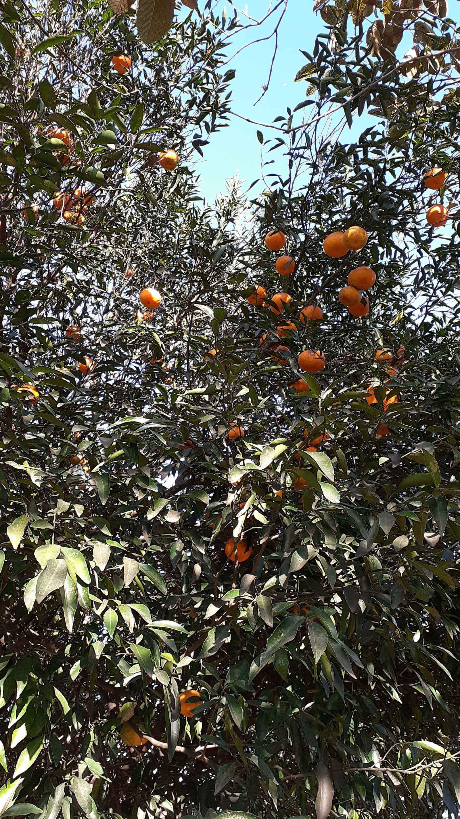 Samsung SM-A205G sample photo. Mandarina, fruta, saludable photography