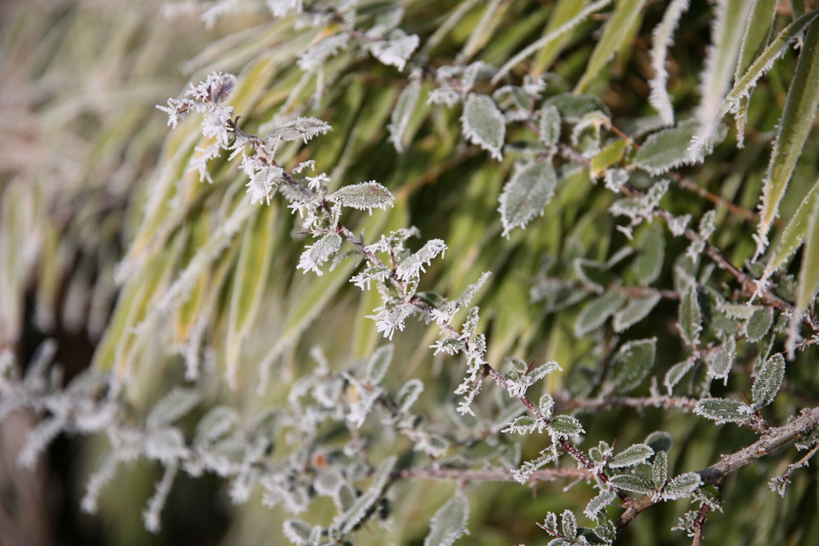 Canon EF 24-70mm F2.8L II USM sample photo. Bush, icy, frost photography