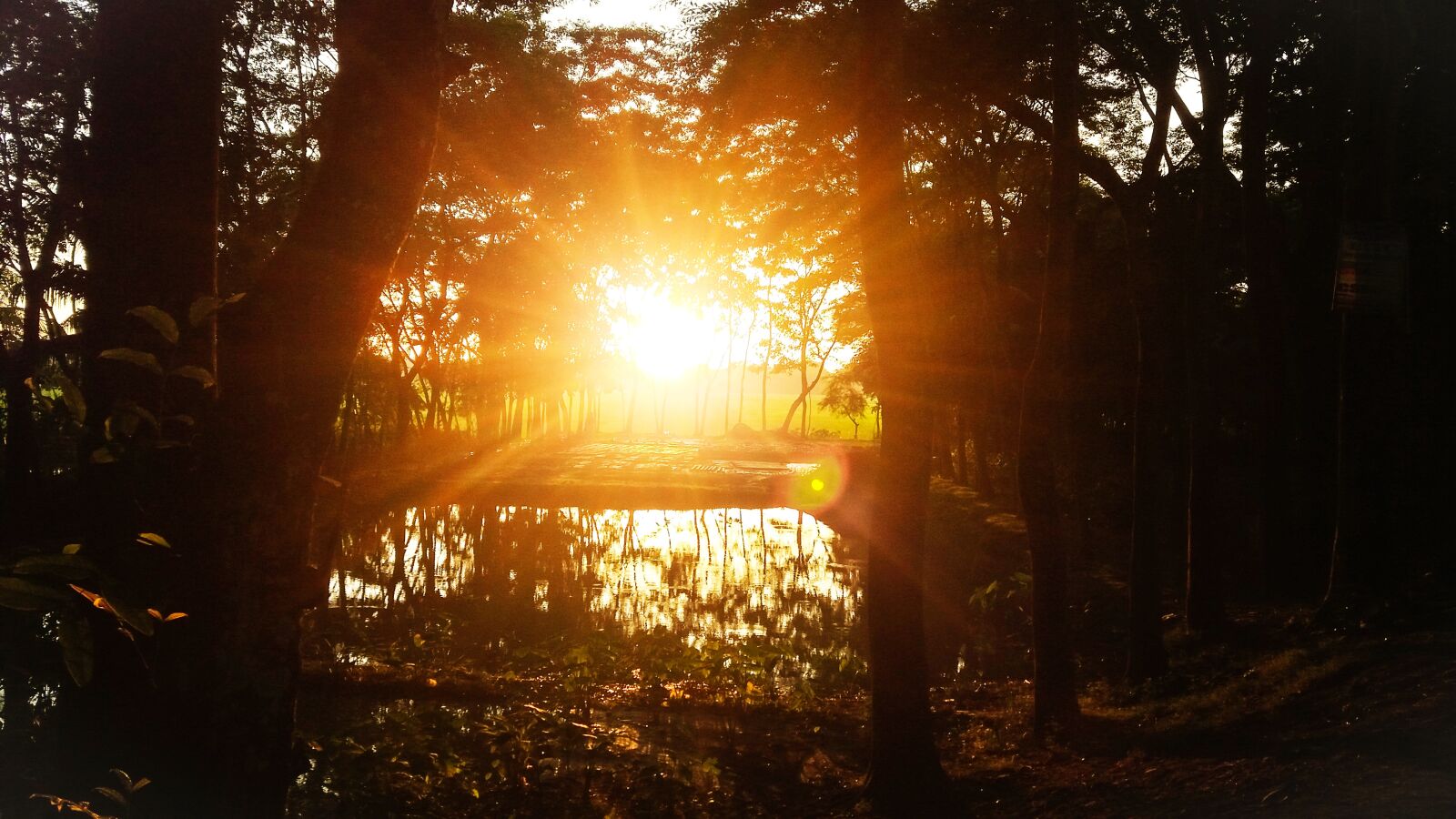 Samsung Galaxy J5 sample photo. Nature, light, sun photography