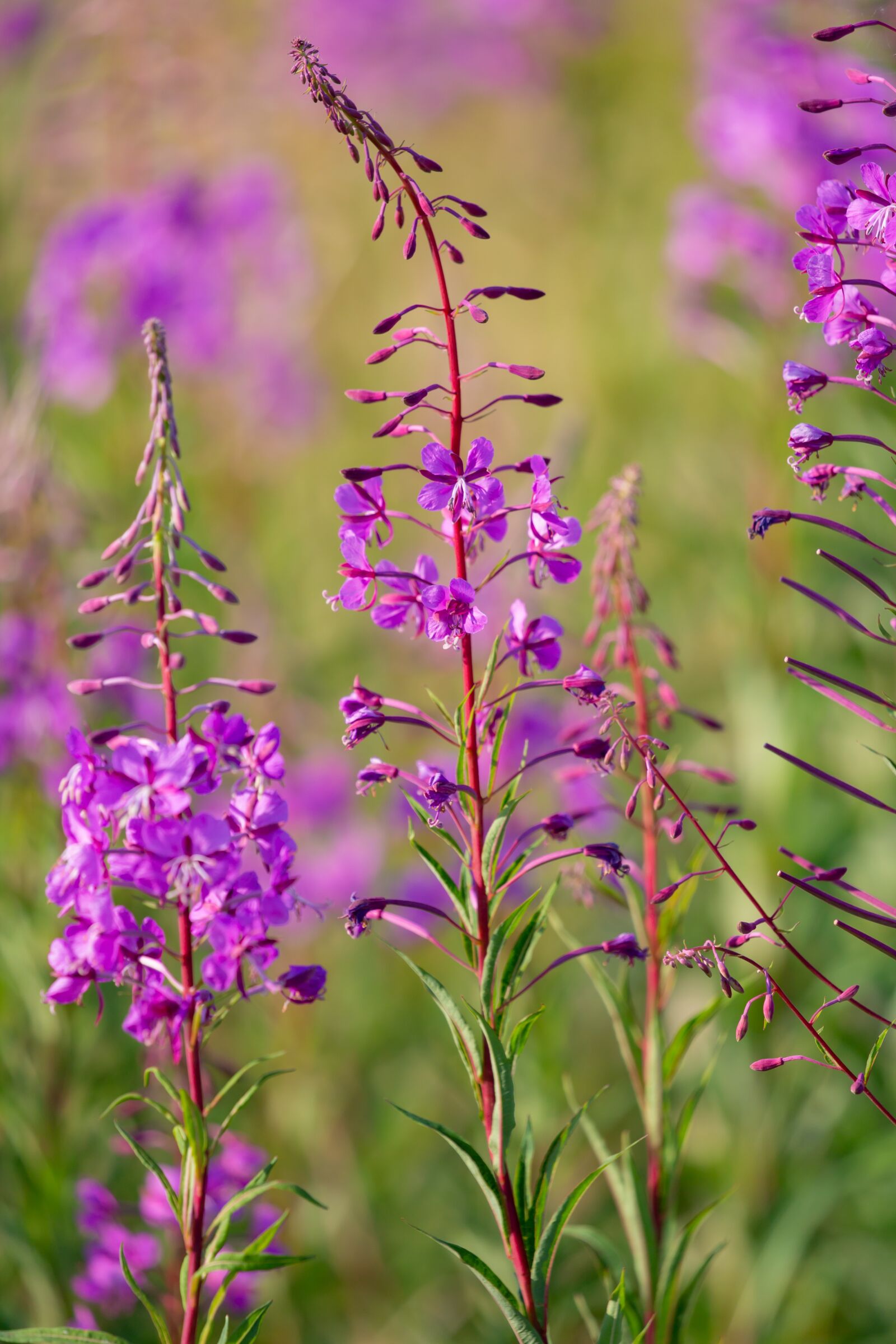 Canon EOS 5D Mark III sample photo. Fireweed, rosebay willow herb photography