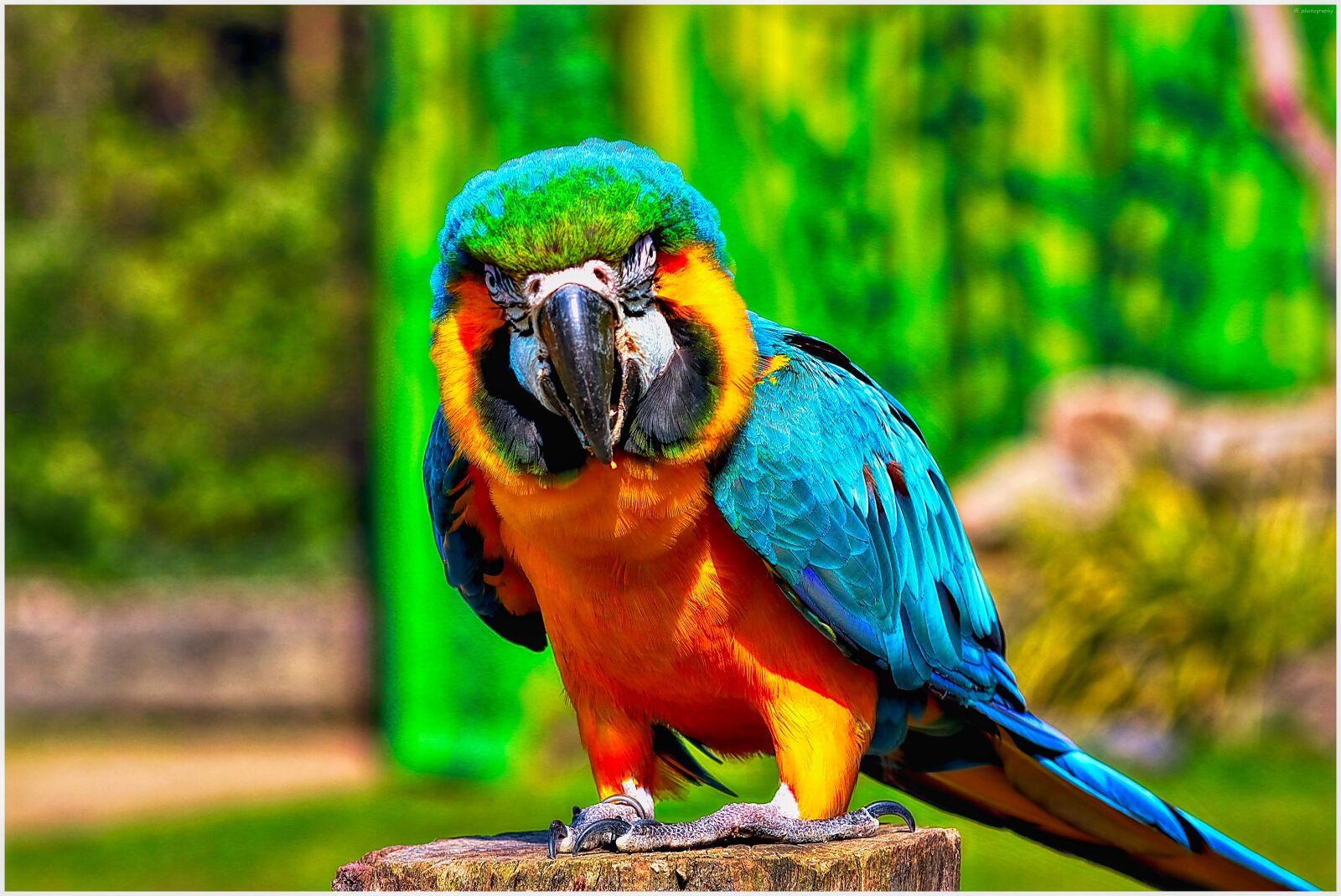 Canon EF75-300mm f/4-5.6 sample photo. Bird, parrot, beautiful photography