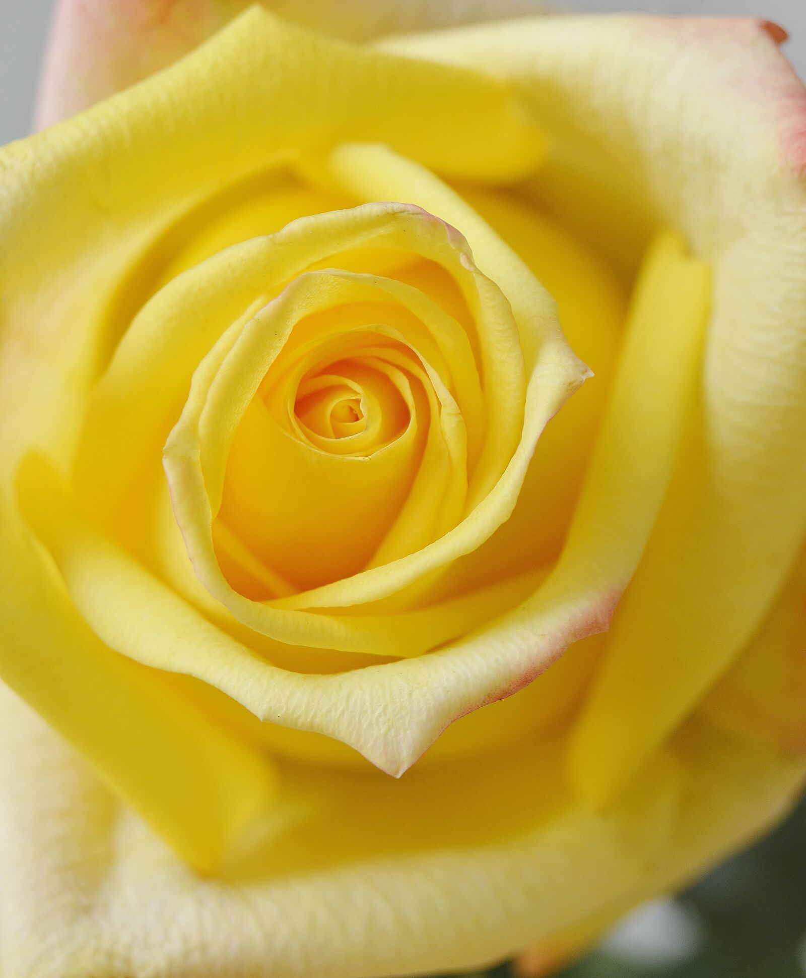 Nikon D3200 sample photo. Flowers, rose, yellow rose photography