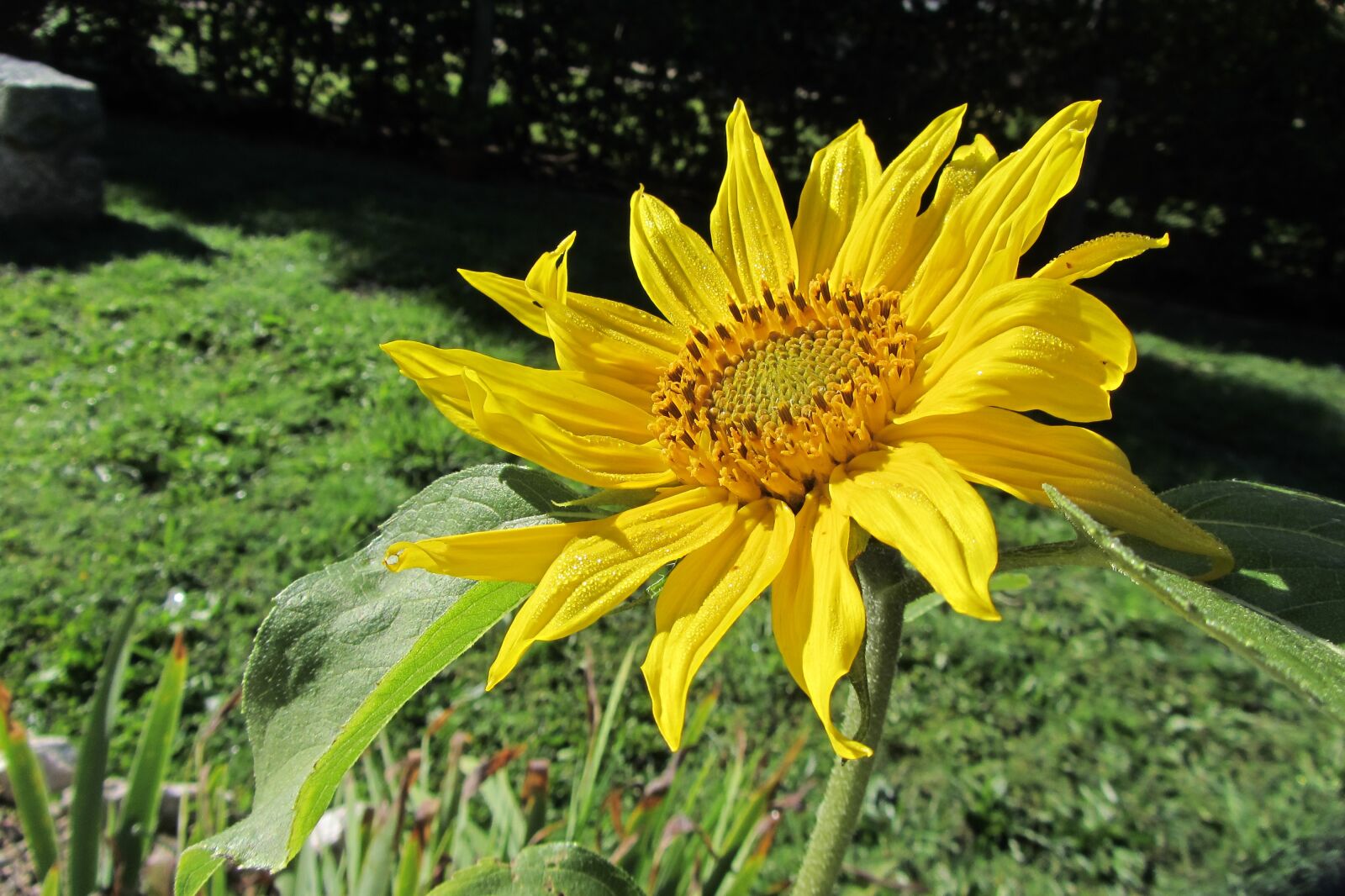 Canon PowerShot SX220 HS sample photo. Flower, sunflower, yellow photography