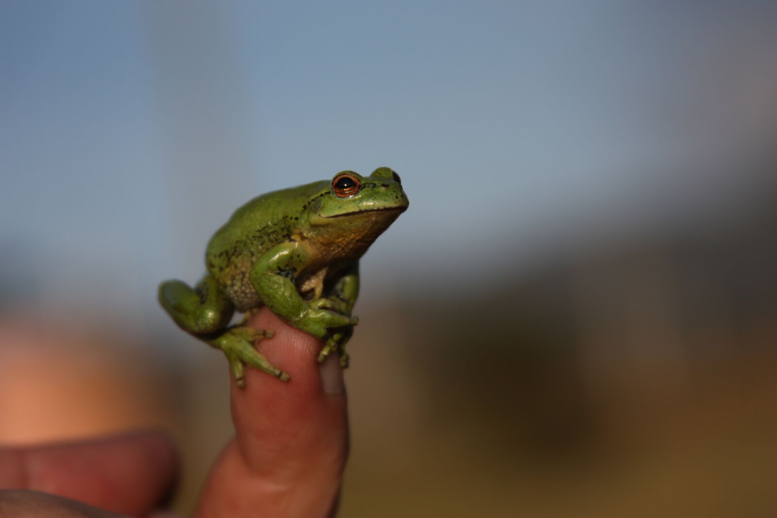 Canon EOS 450D (EOS Rebel XSi / EOS Kiss X2) sample photo. Frog, green, wild photography