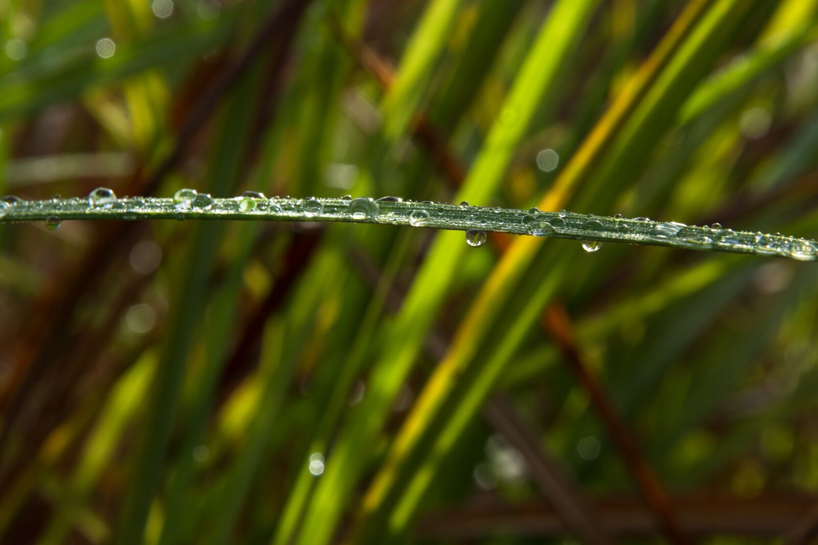 Nikon D7200 sample photo. Landscape, nature, green photography