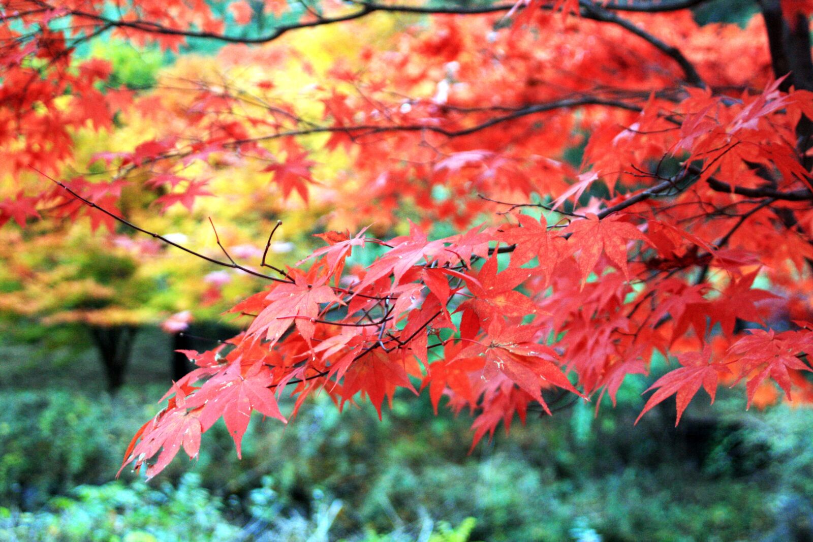 Canon EOS 400D (EOS Digital Rebel XTi / EOS Kiss Digital X) sample photo. Autumn, autumn leaves, leaves photography