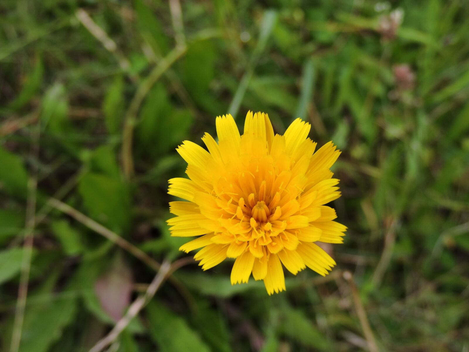 Nikon Coolpix P530 sample photo. Hawkweed, blossom, bloom photography