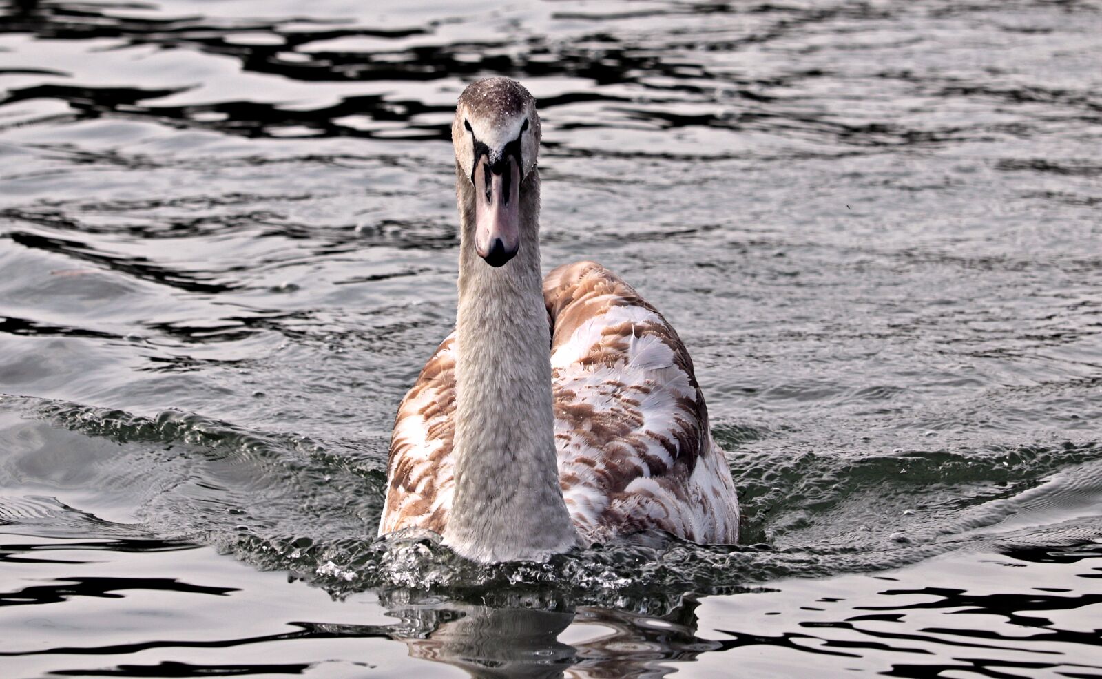 Canon EF-S 55-250mm F4-5.6 IS STM sample photo. Swan, young swan, water photography