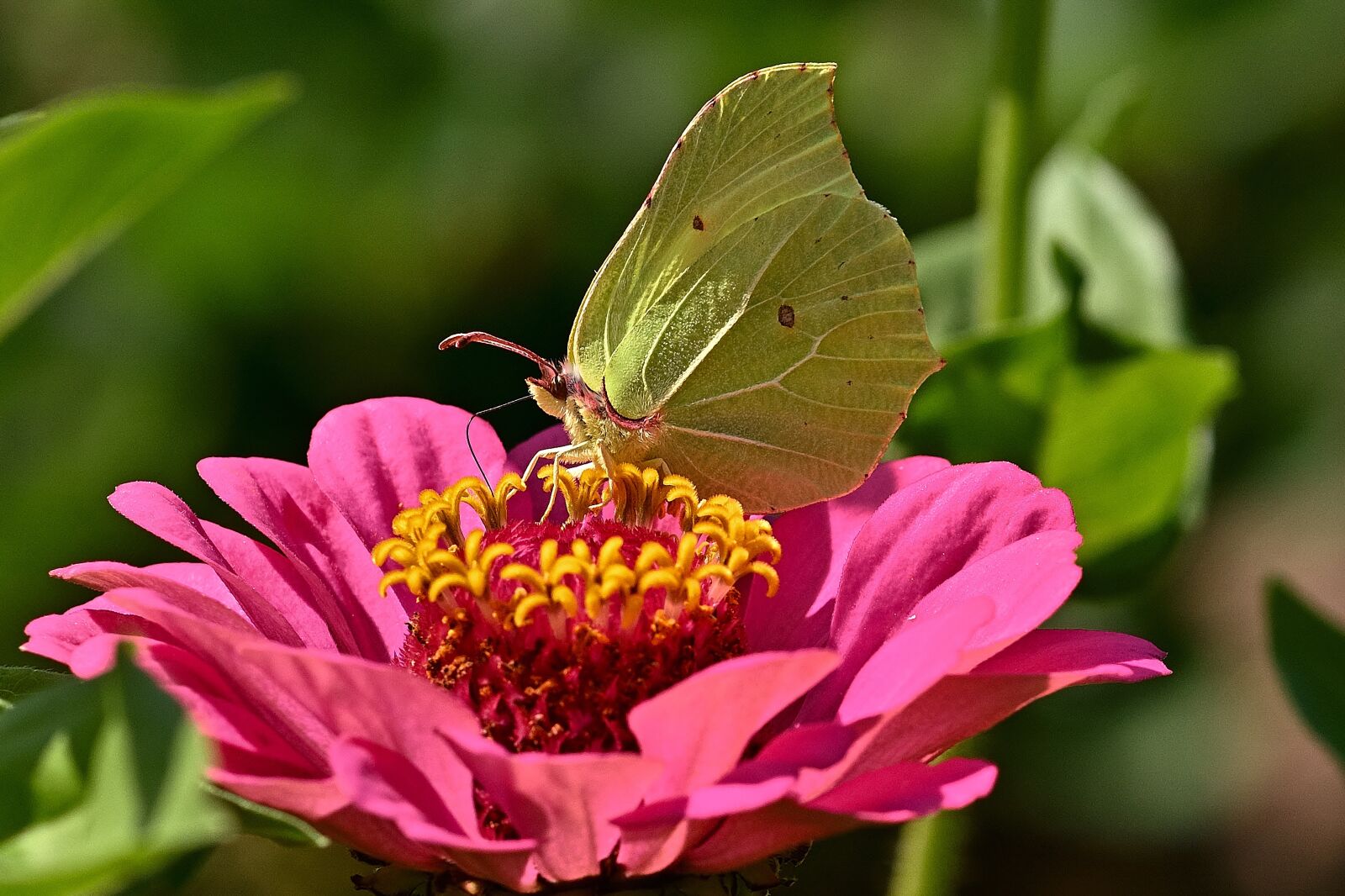 Nikon D5200 sample photo. Butterfly, gonepteryx rhamni, brimstone photography
