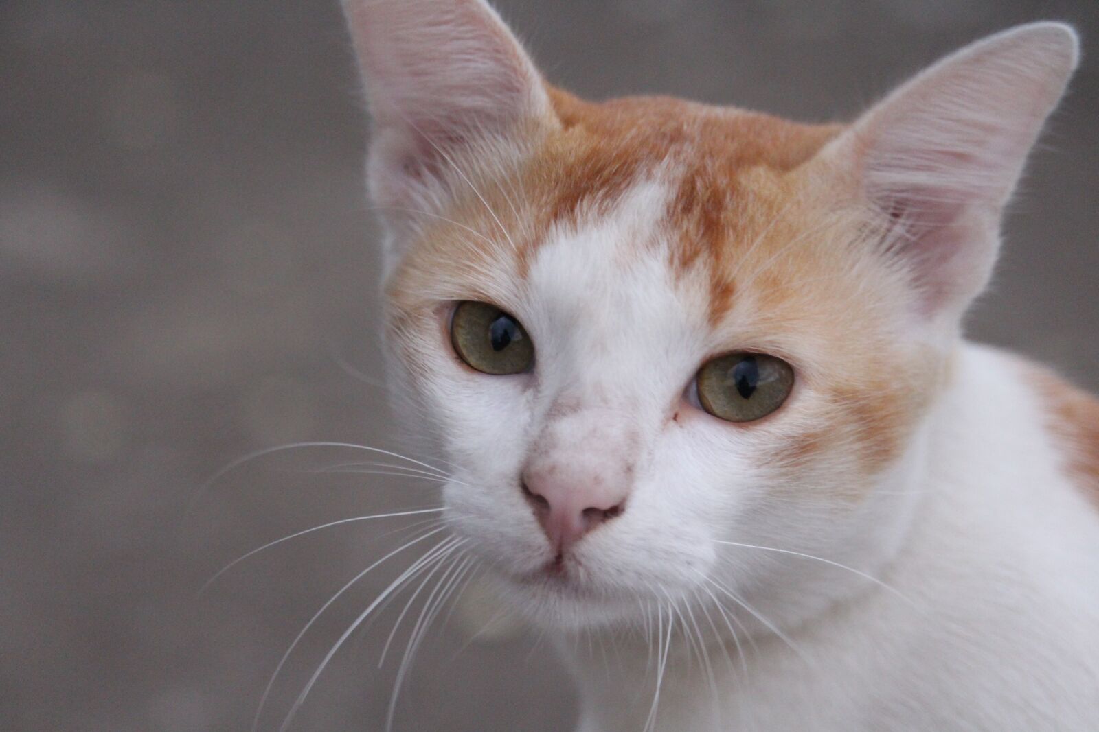 Canon EF-S 55-250mm F4-5.6 IS STM sample photo. Cat, cute cat, animal photography