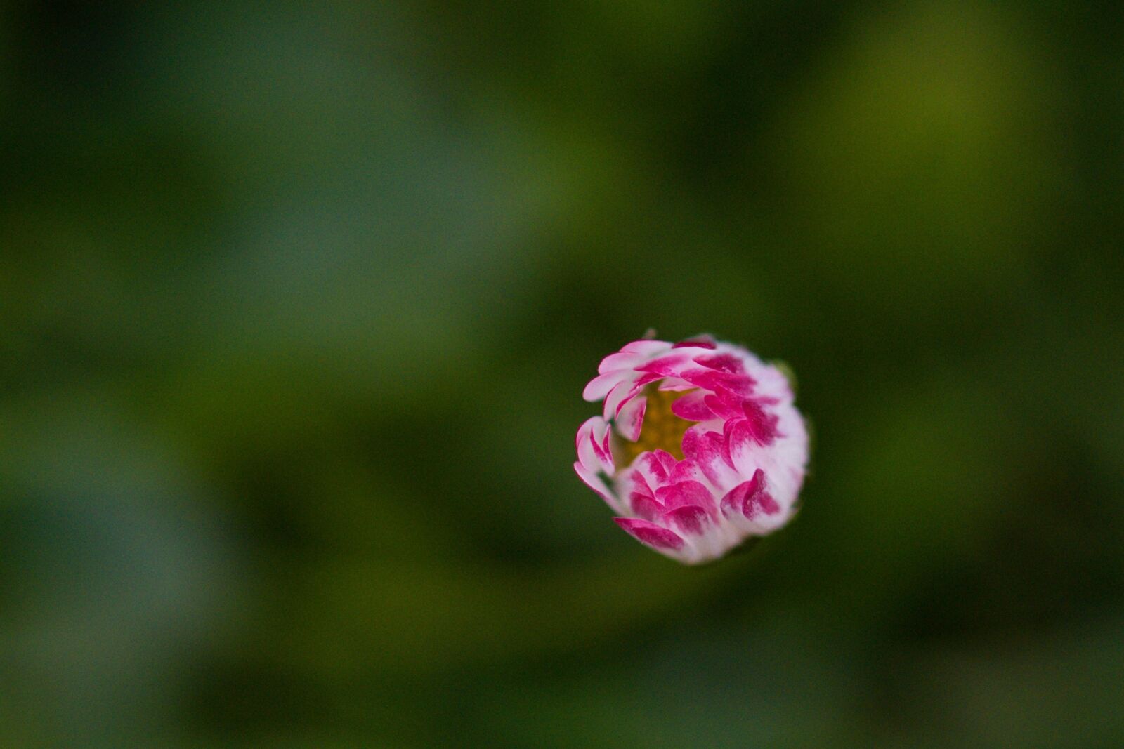 Nikon D5500 sample photo. Daisy, flower, meadow photography