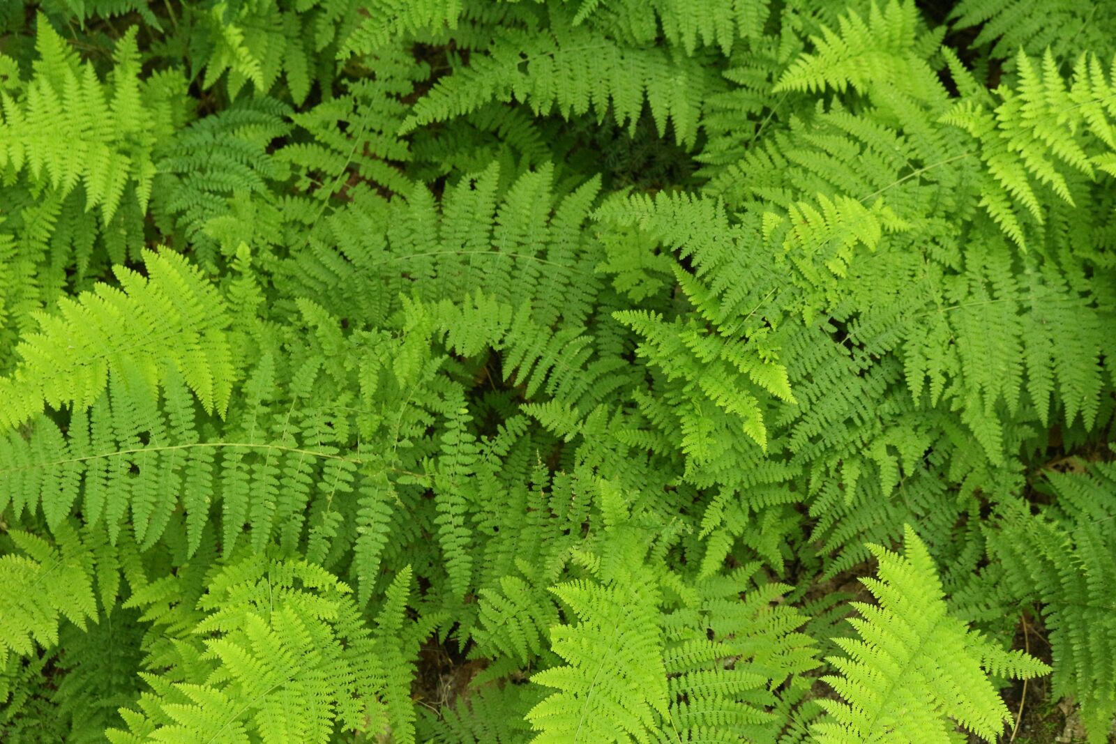 Canon EOS 100D (EOS Rebel SL1 / EOS Kiss X7) + Canon EF-S 18-55mm F3.5-5.6 IS STM sample photo. Ferns, green, nature photography
