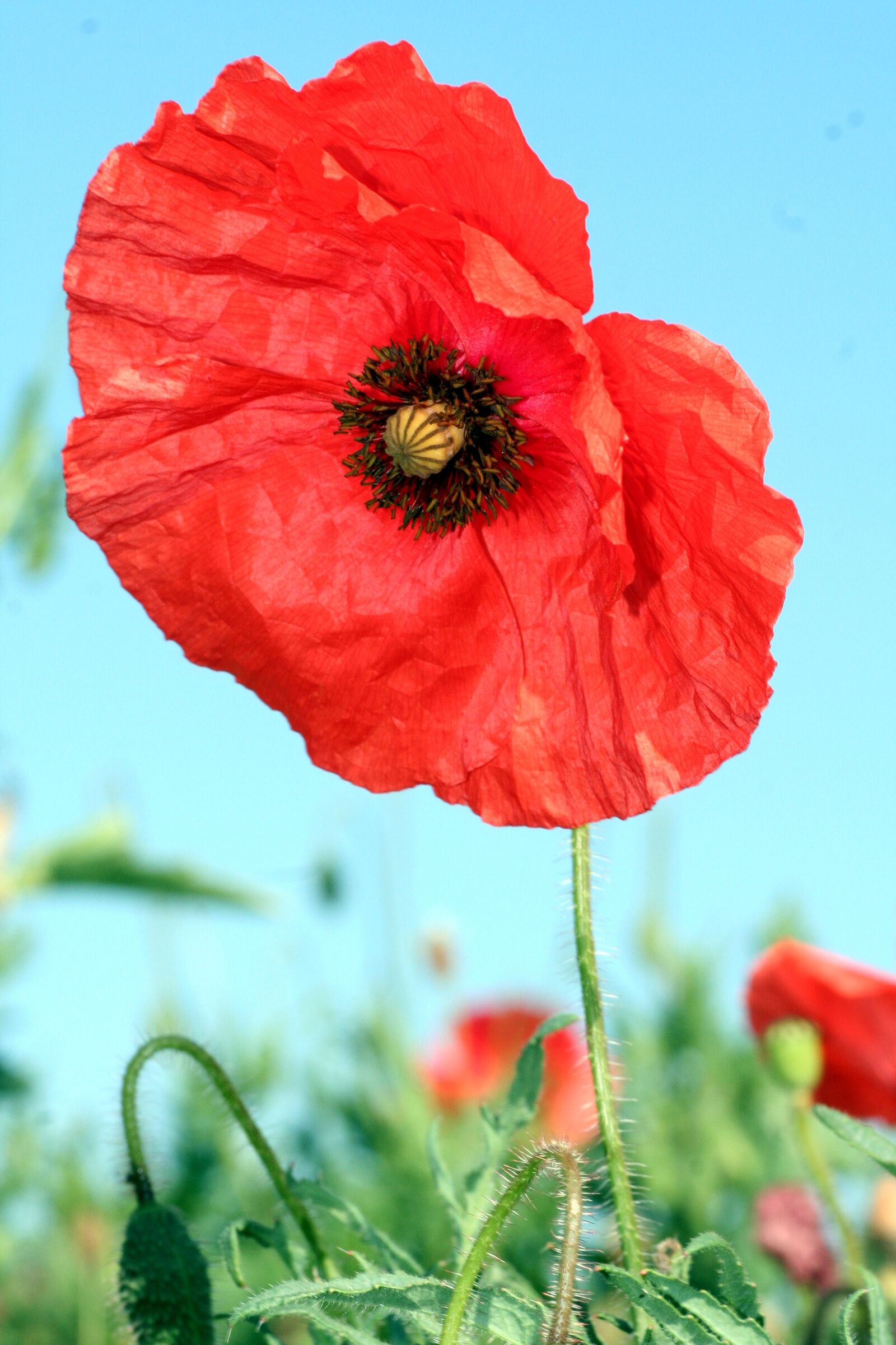Canon EOS 350D (EOS Digital Rebel XT / EOS Kiss Digital N) sample photo. Poppy, flower, red photography
