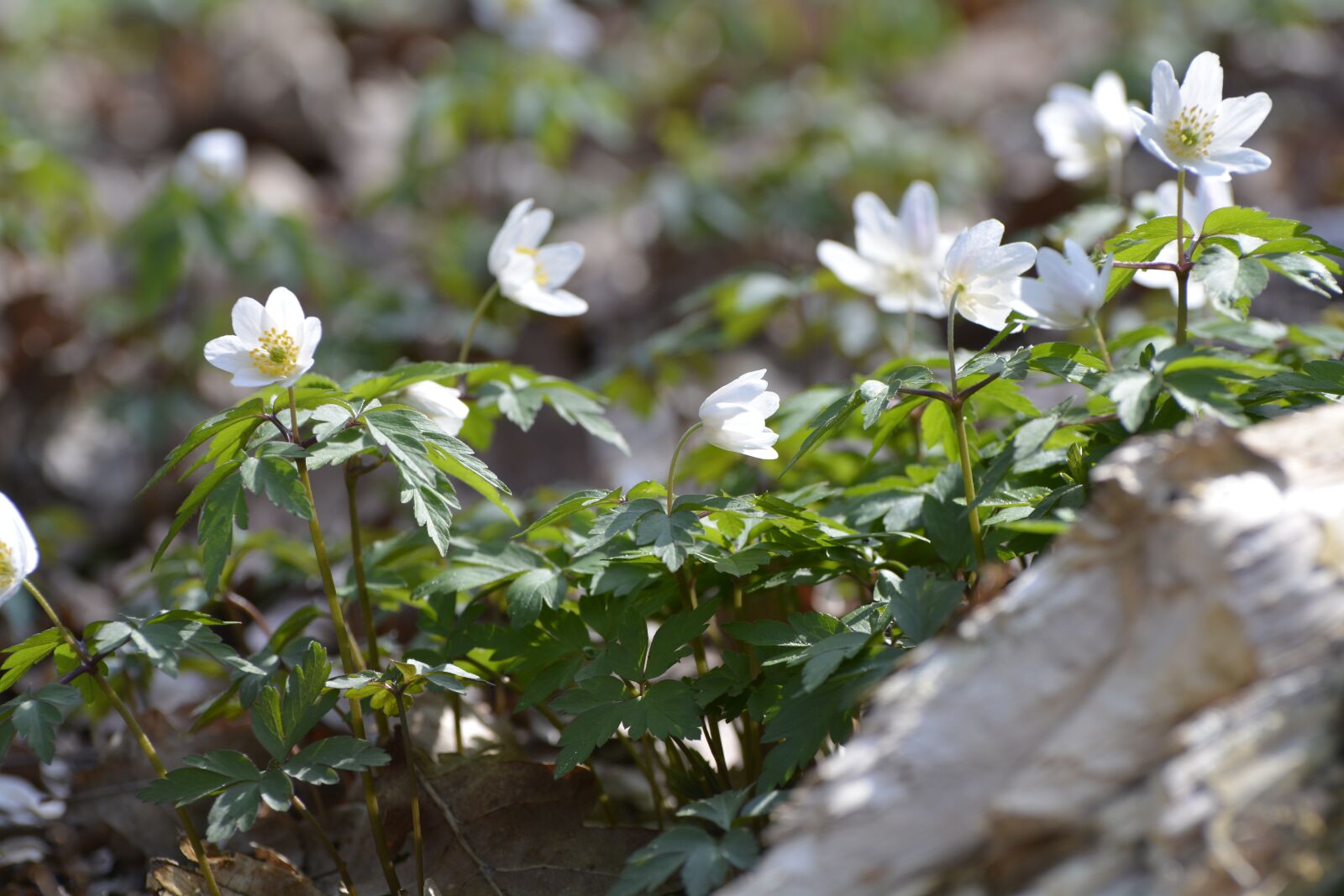 Nikon D7100 sample photo. Flower, nature, plant photography