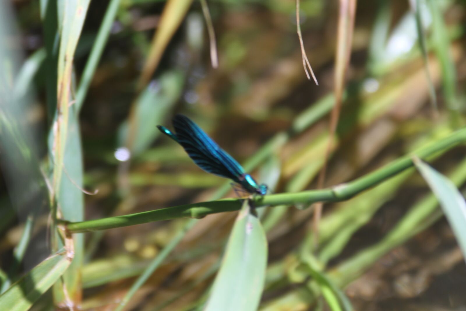 Canon EOS 7D sample photo. Nature, dragon-fly, insect photography