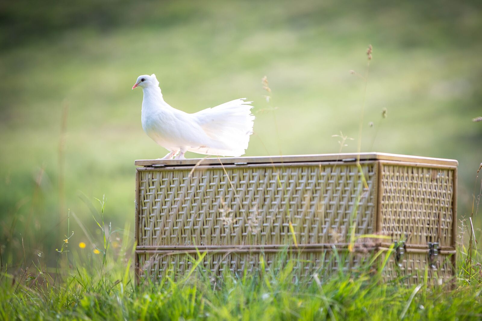 Canon EOS 6D sample photo. White dove, bird, dove photography