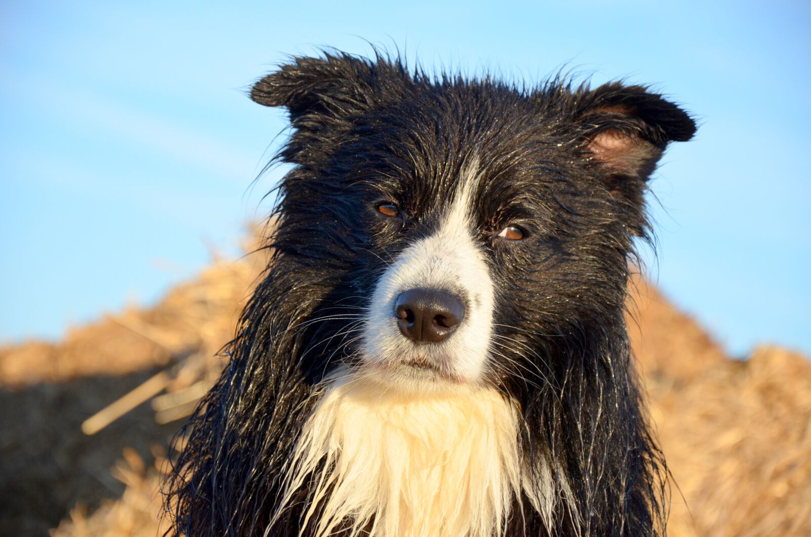 Nikon D5100 sample photo. Dogs, border collie, pet photography
