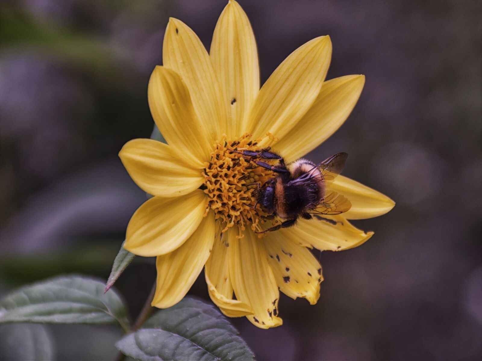 Nikon D5500 sample photo. Bee, blossom, bloom photography